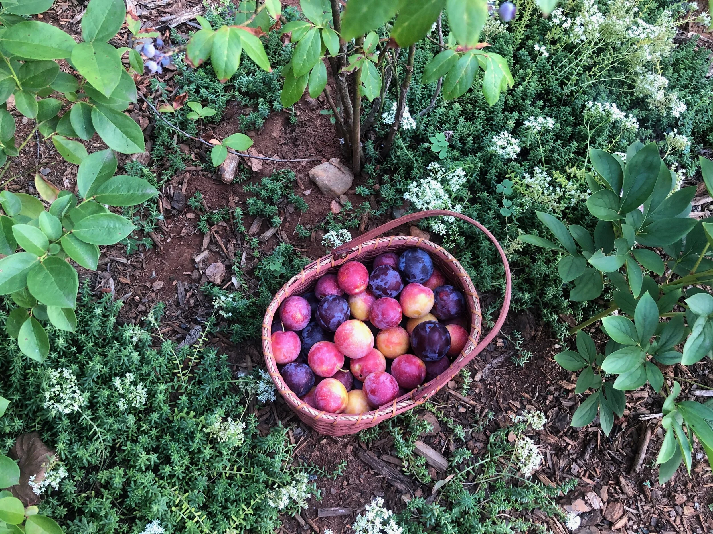 plums from a dear friend ♡