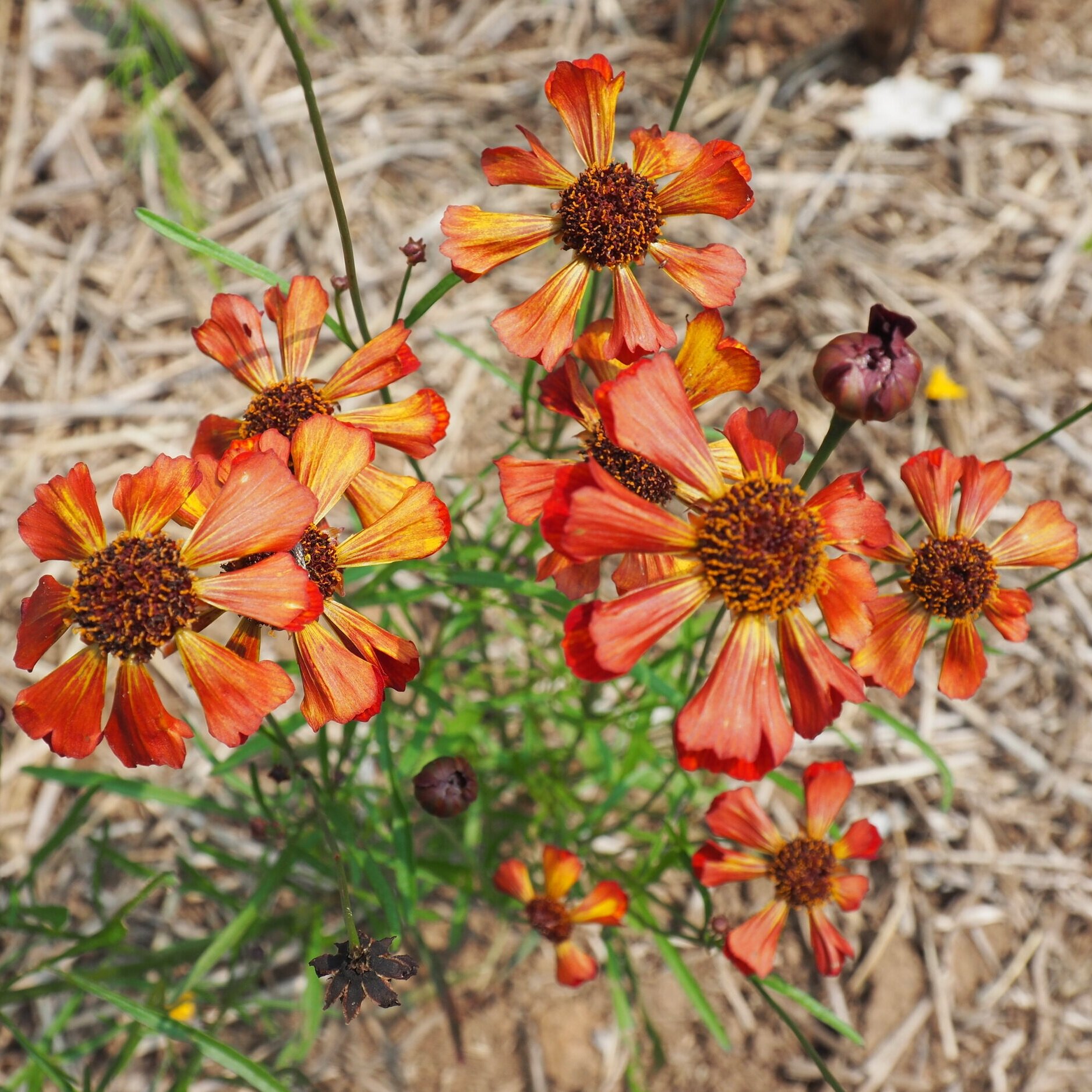 Dyer's Coreopsis varieties 