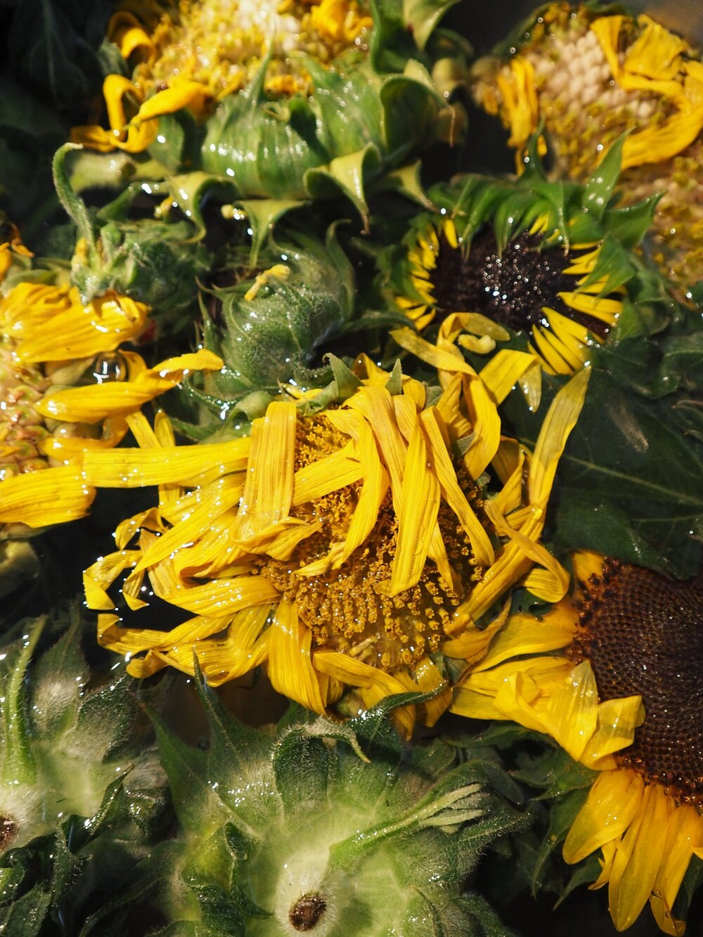 Tarahumara &amp; Hopi Black Dye Sunflowers