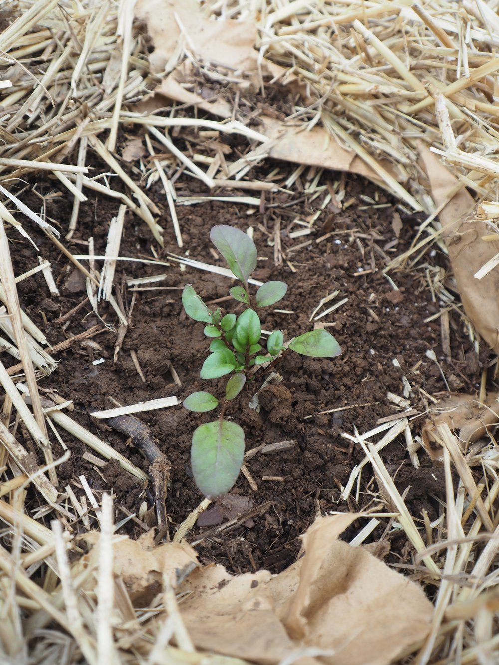 Transplanted  Coreopsis start