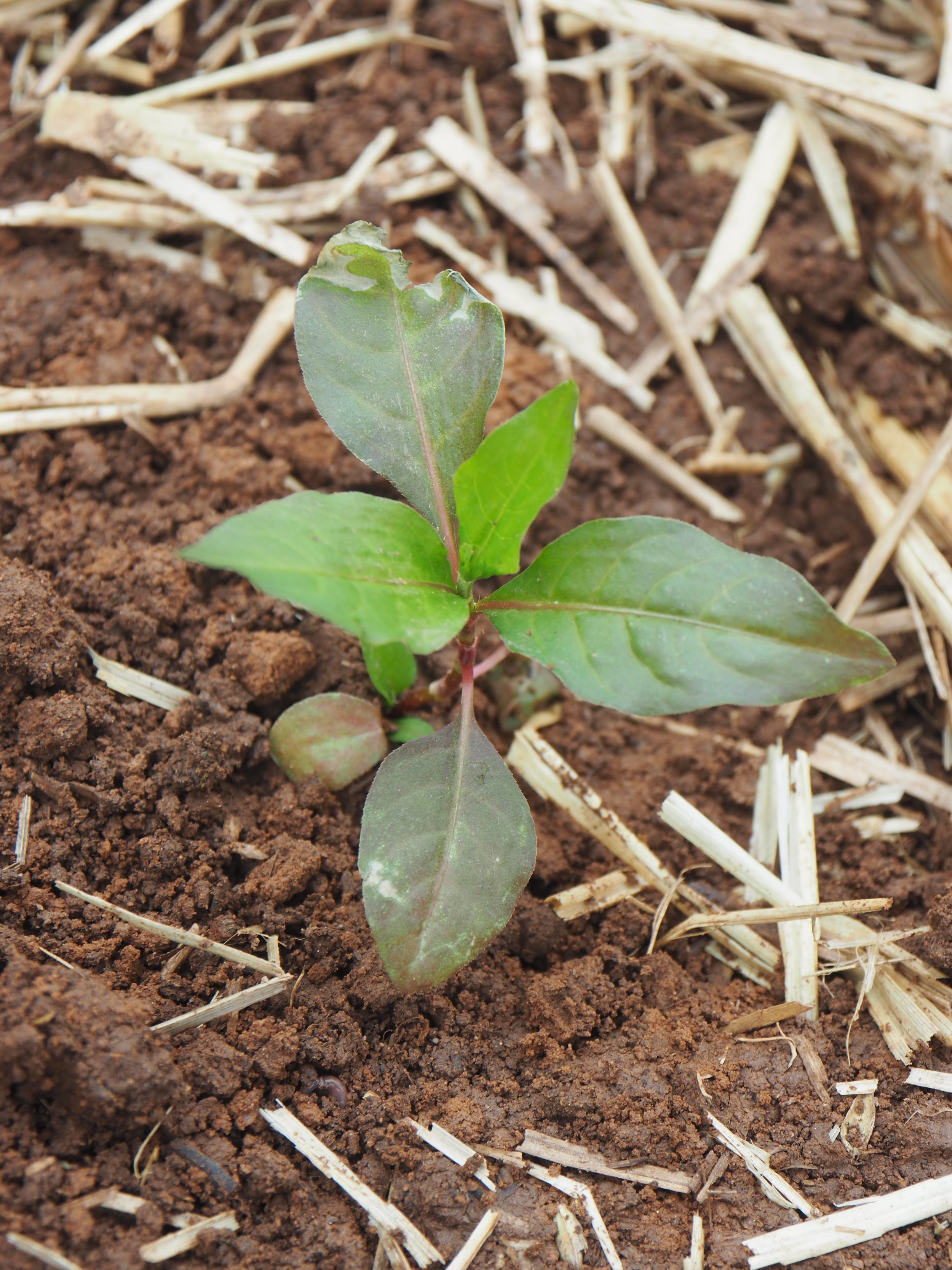 Transplanted Indigo Start