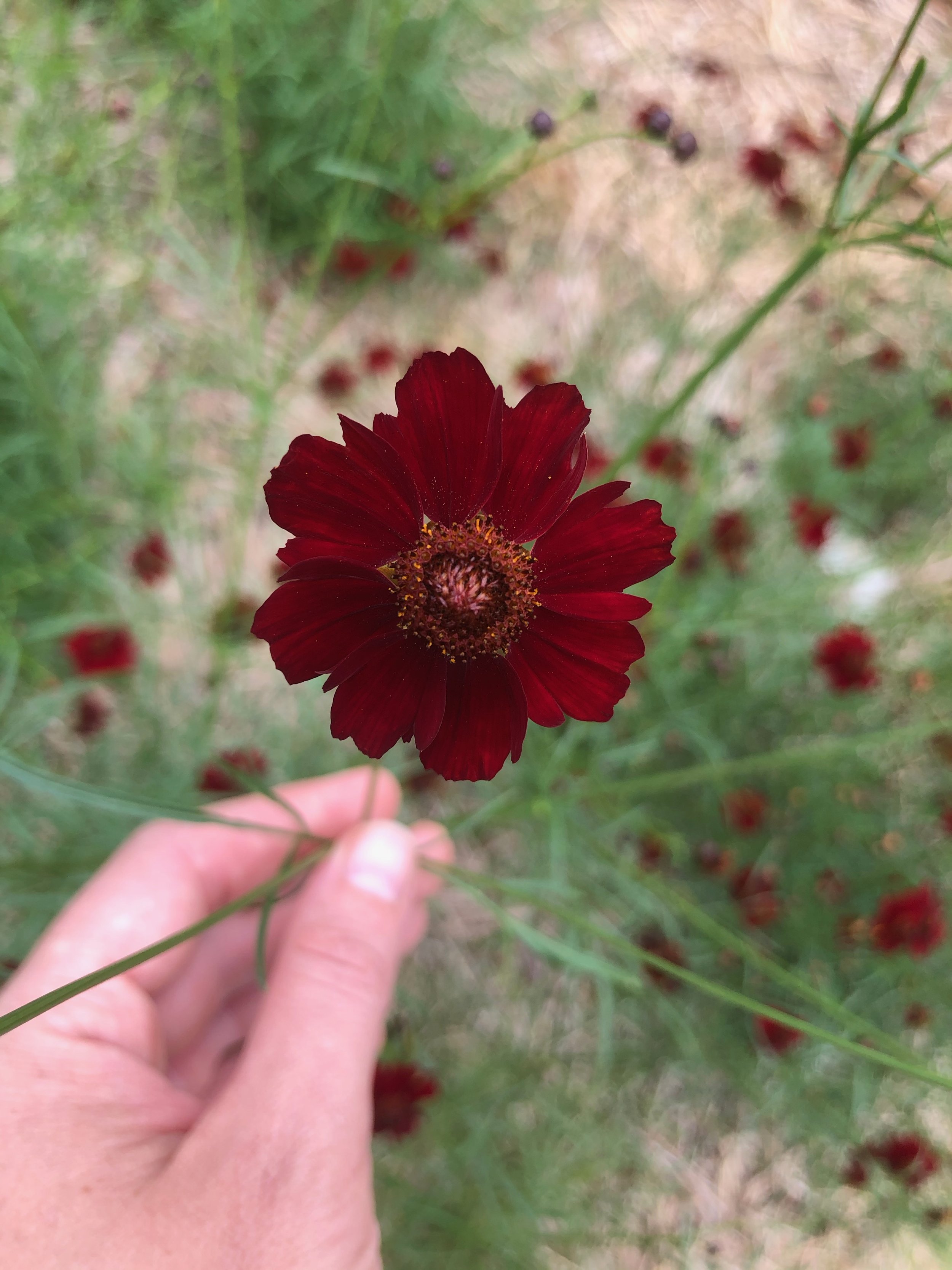 Early Coreopsis