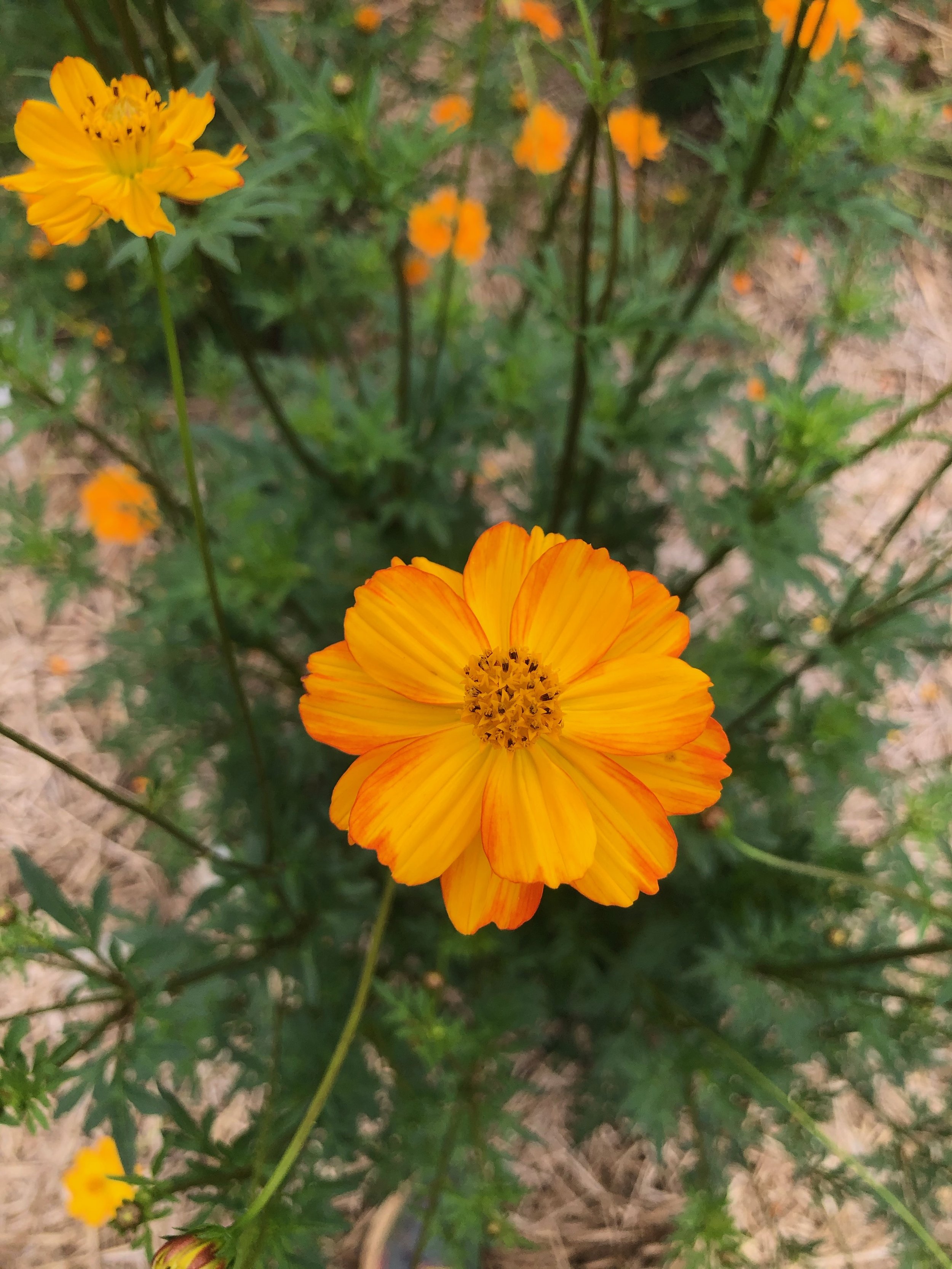 Early Cosmos