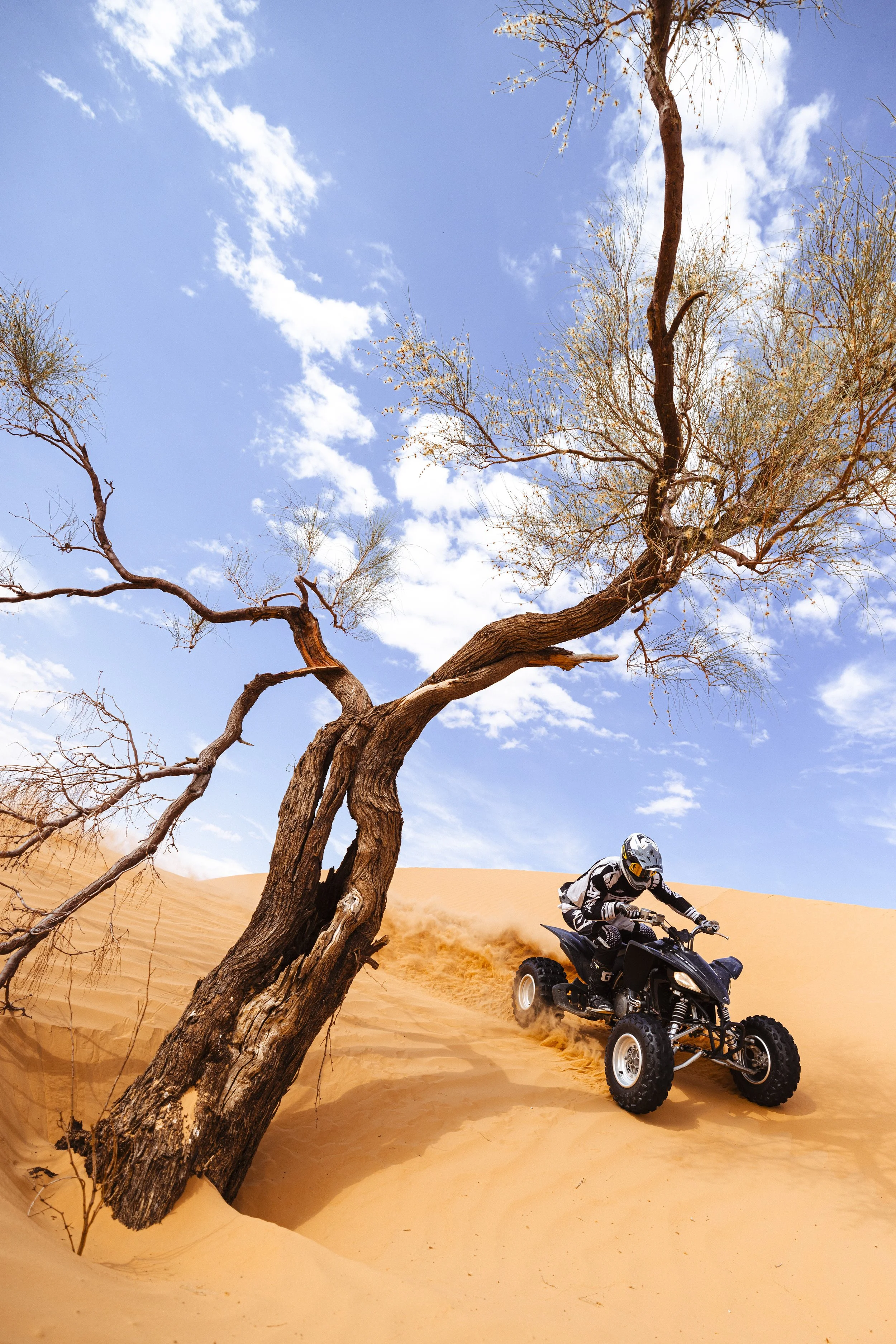 A person riding a black ATV in a desert sand dune area, behind a twisted leafless tree with small sparse leaves, under a bright blue sky with some clouds.