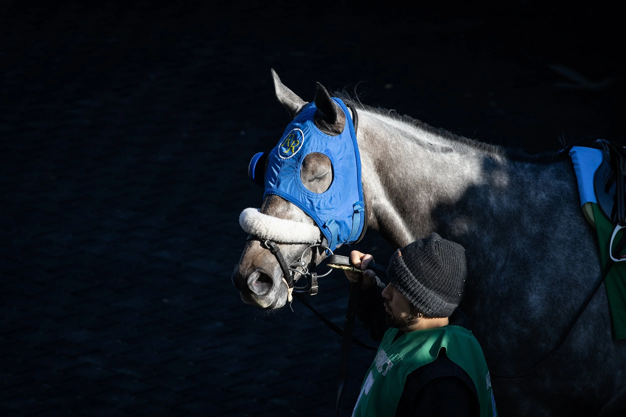 Scuttlebuzz at Aqueduct, December 2021