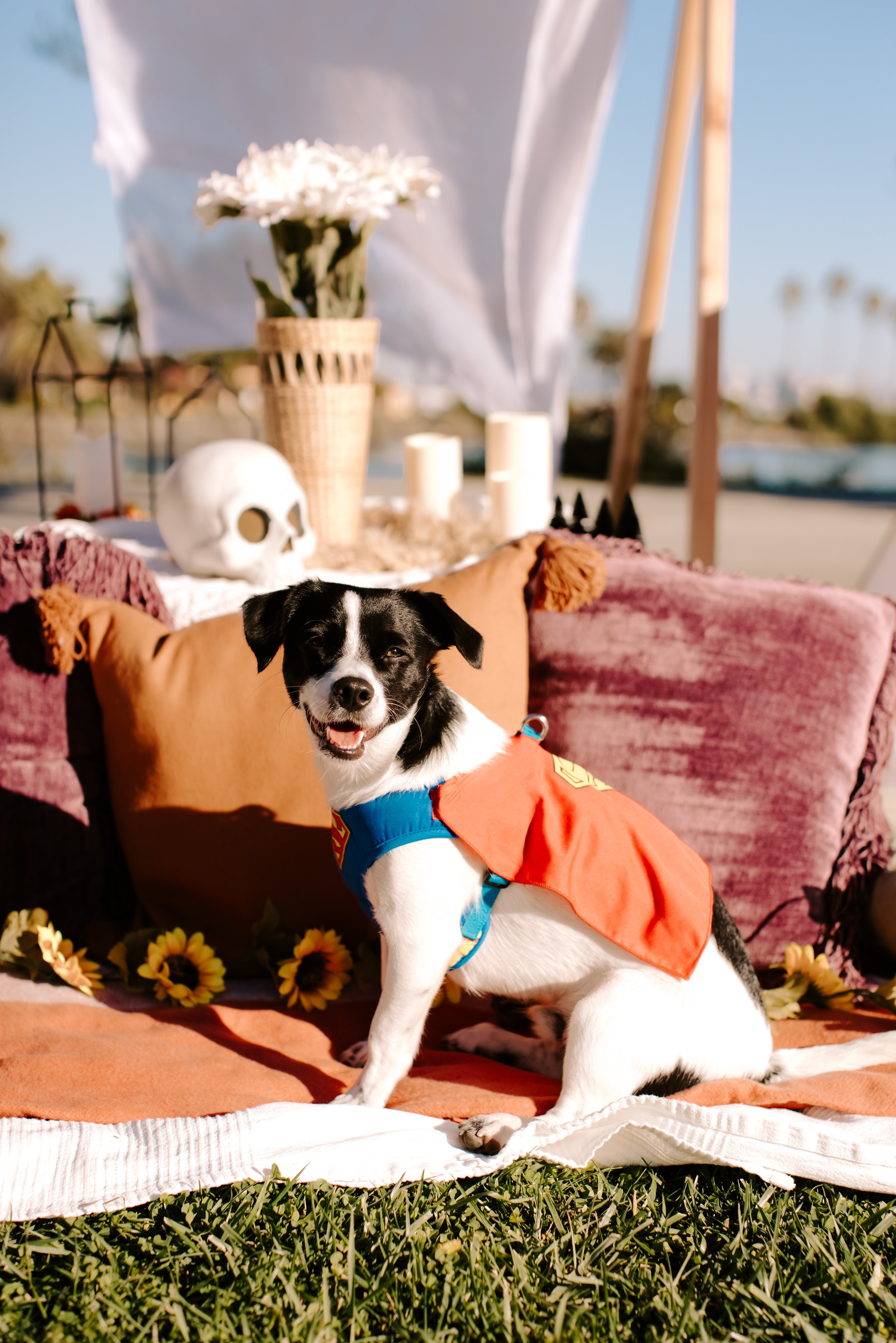 Howlaween-7.jpg