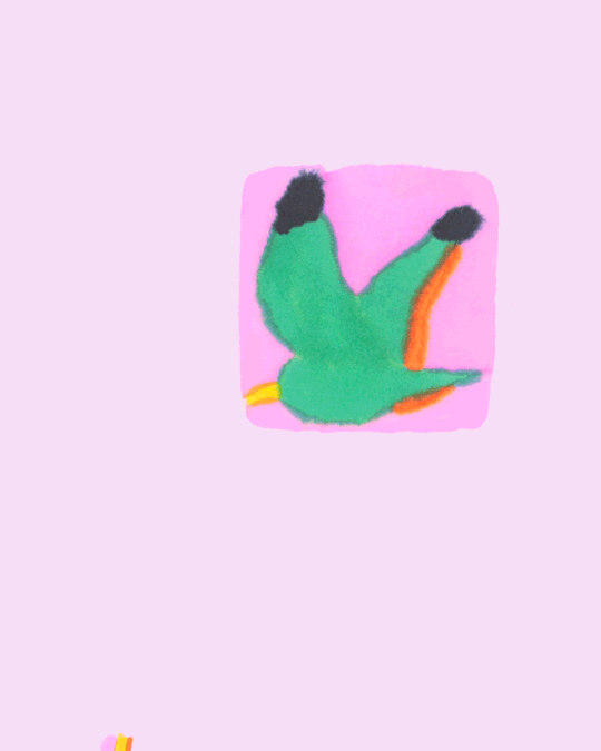 seagull