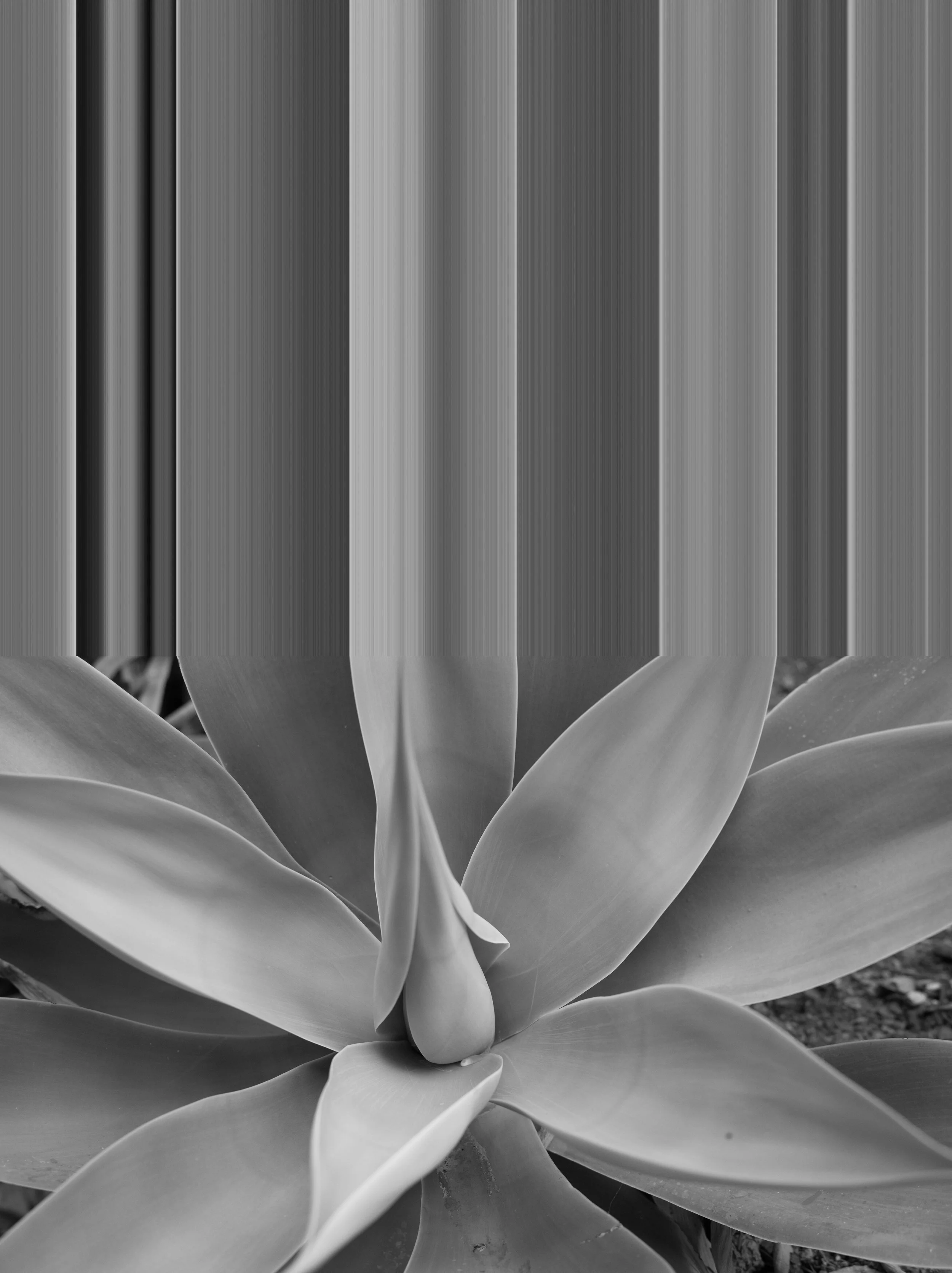 L1007292.jpg