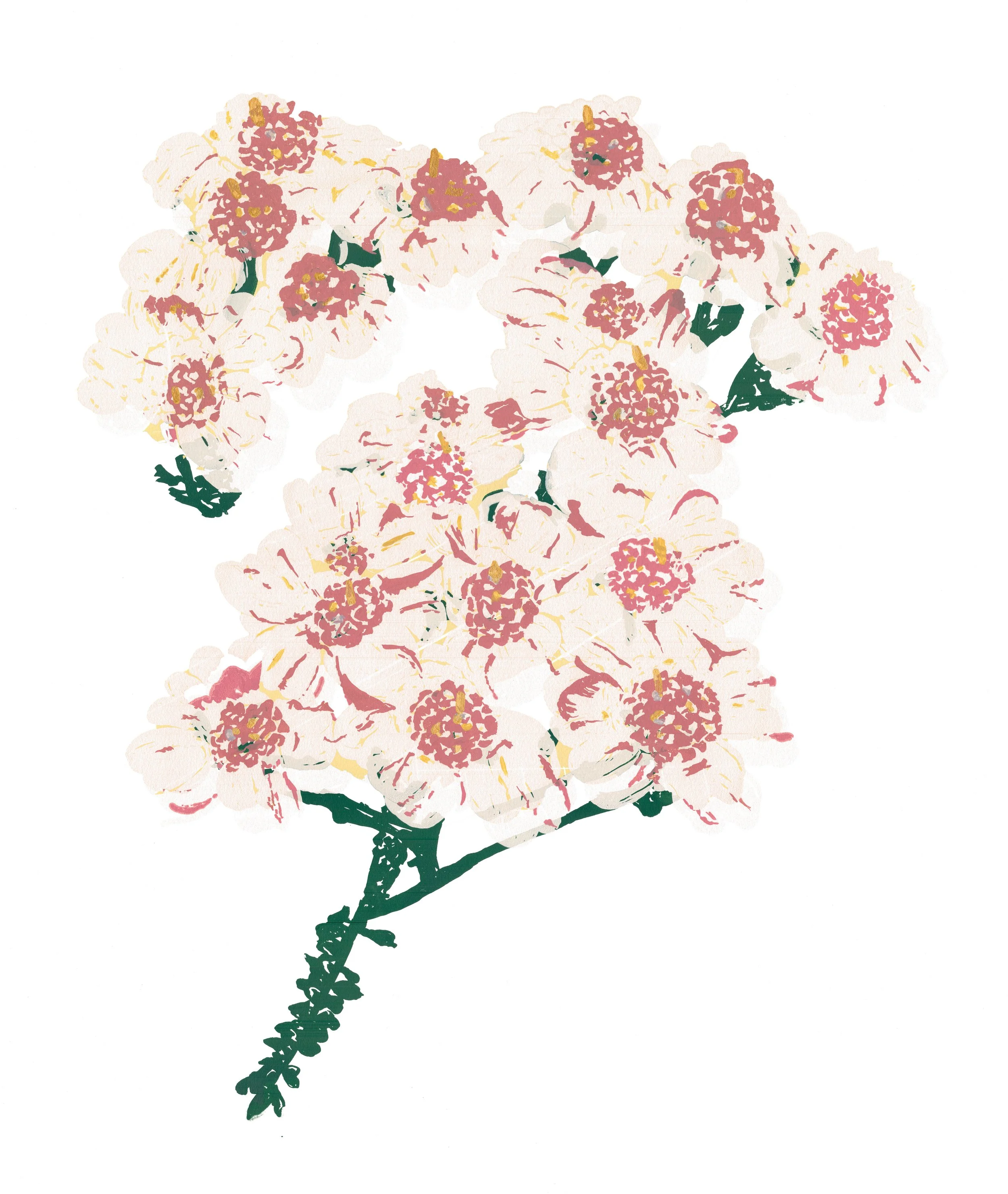 yarrow_nb.jpg