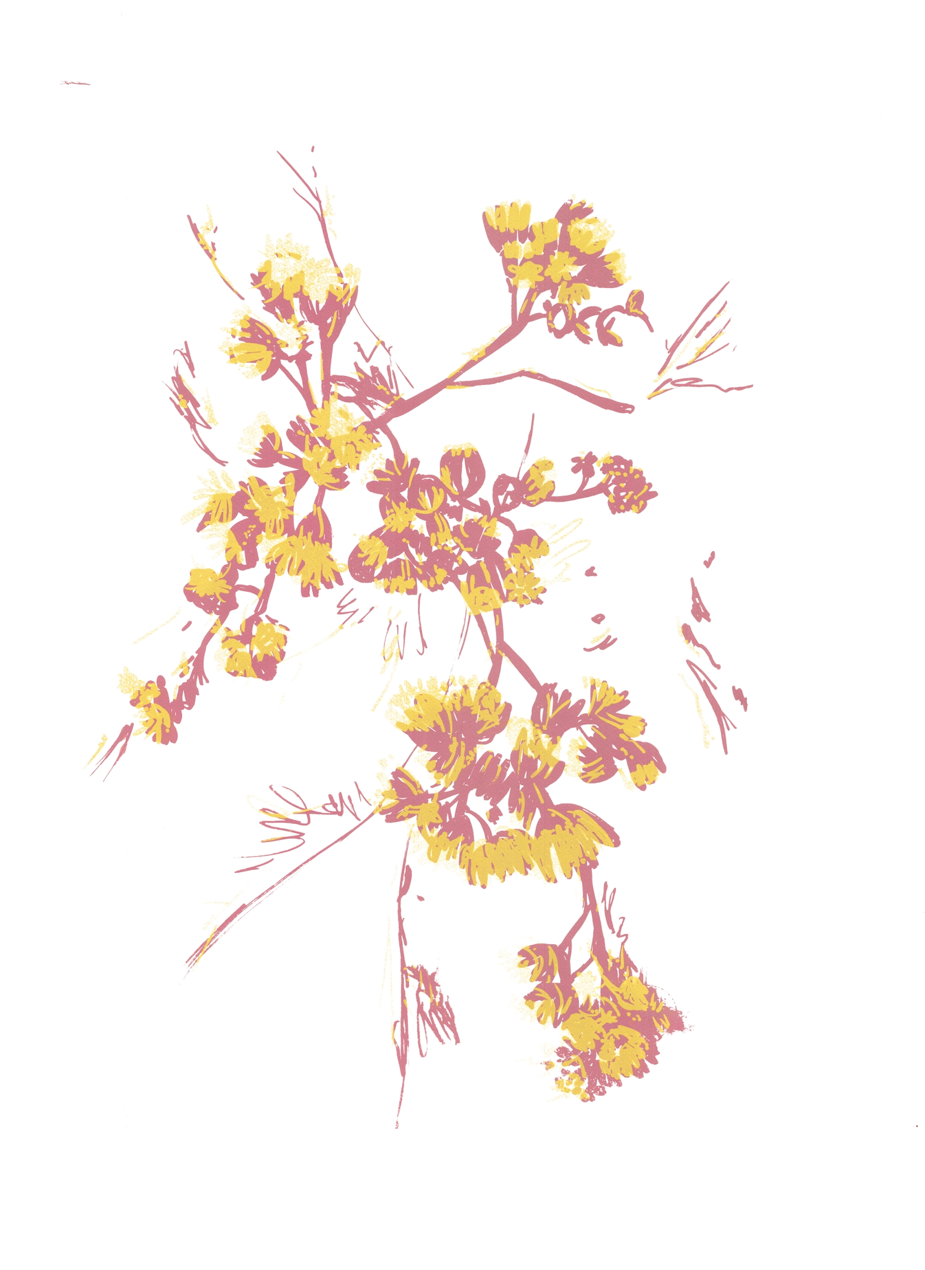 Minimalist serigraph of Silverdust plant with overlapping layers of warm yellow and blush pink, depicting feathery dusty miller foliage. (Copy)