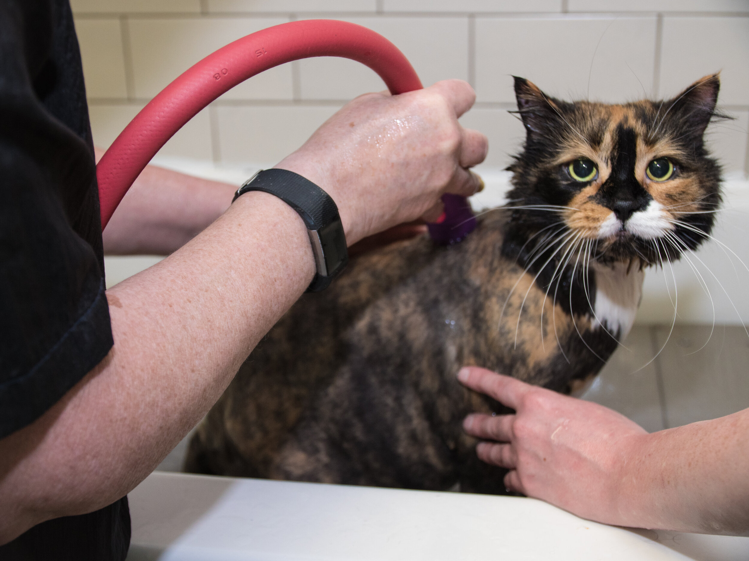 Cat Grooming — Muddy Paws in the Guild
