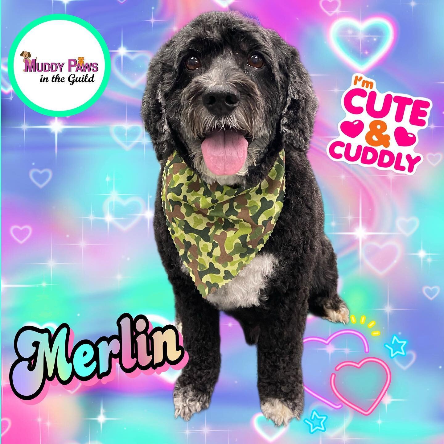 Give us a call to book your FURBABIES summertime grooming. We &hearts;️ your pet&hearts;️🥰MuddyPawsGuildwood ⭕️❌💜💚 ❤️❤️ 🐾 ARF!!! ARF!!! #petgroomer #Guildwood #animallovers #pets #dogs #scarborough #cats #thegroomercares #premiumpetfood #petfoods