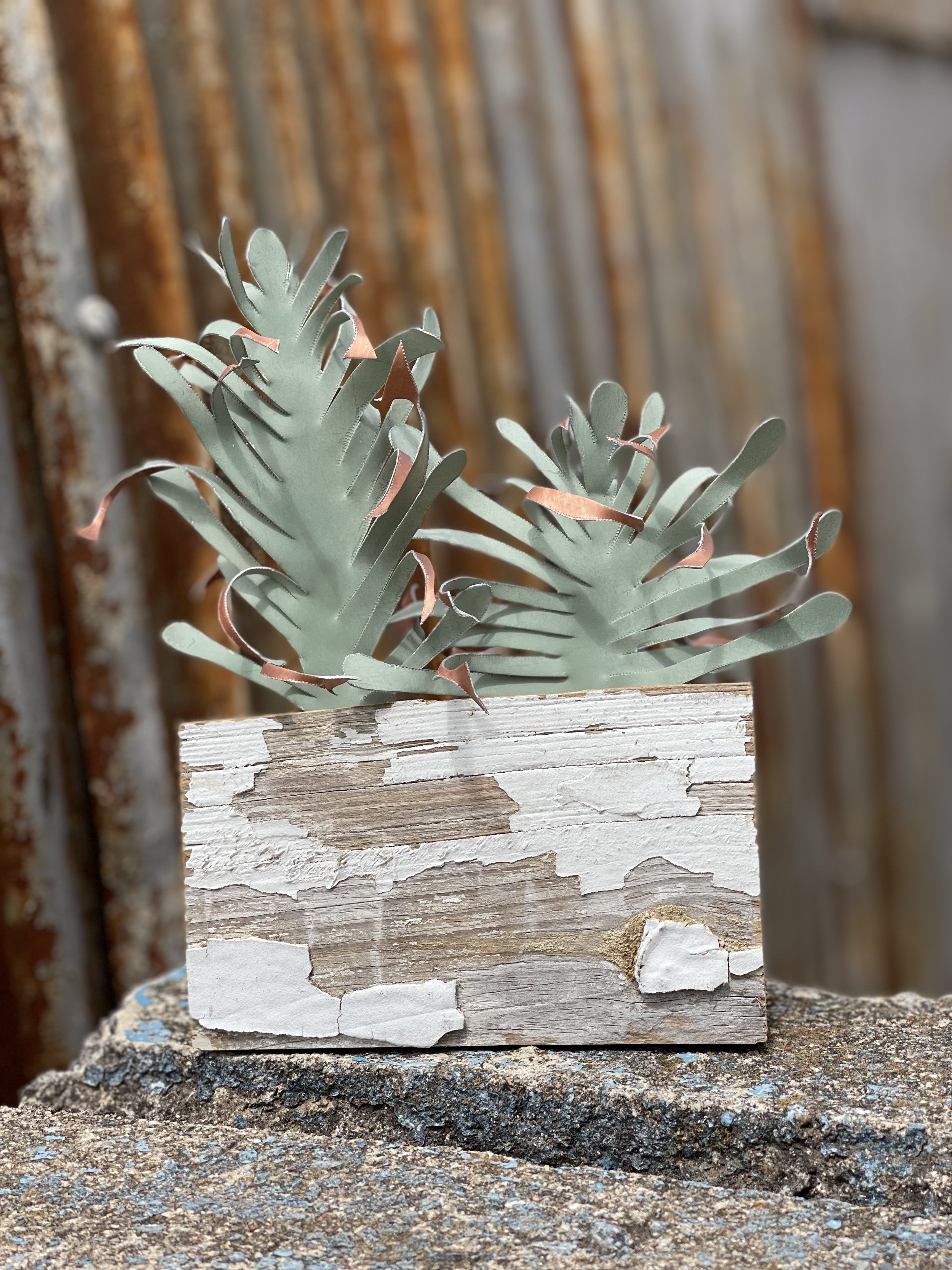 Tiny Plant // $35