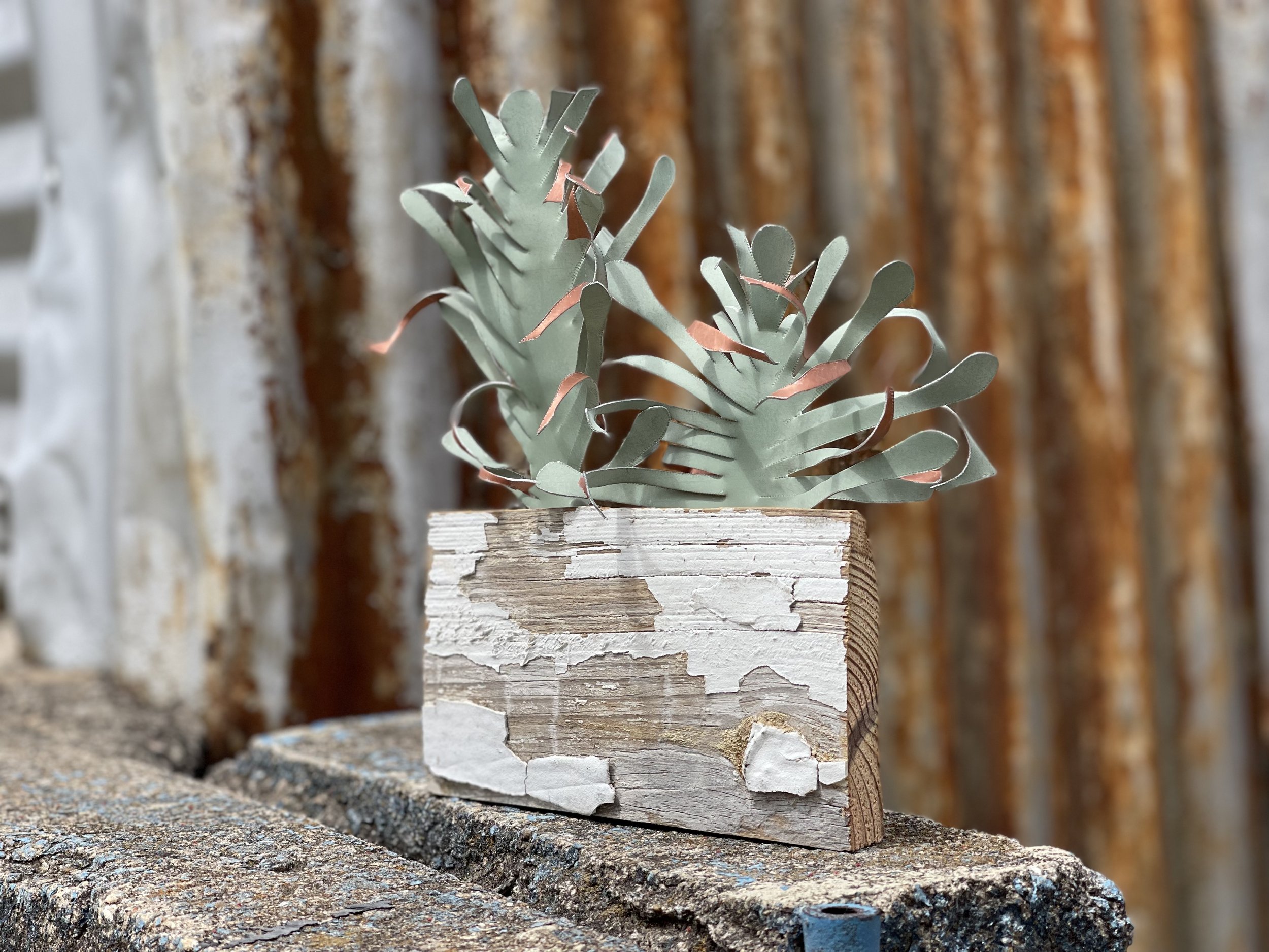 Tiny Plant // $35
