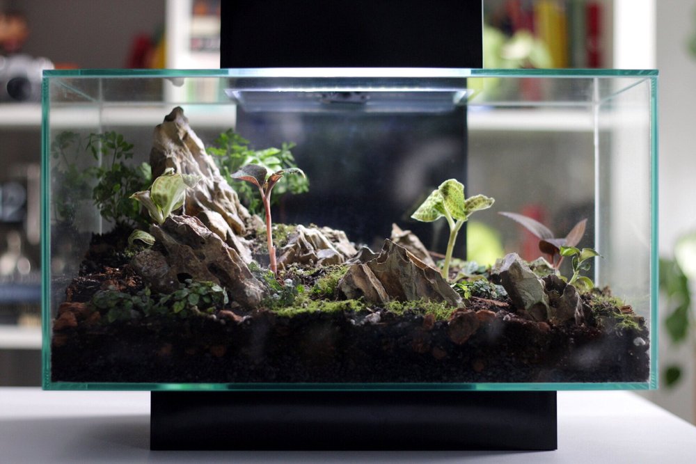 Setting up a Jewel Orchid Terrarium  The Sprouting Botanist