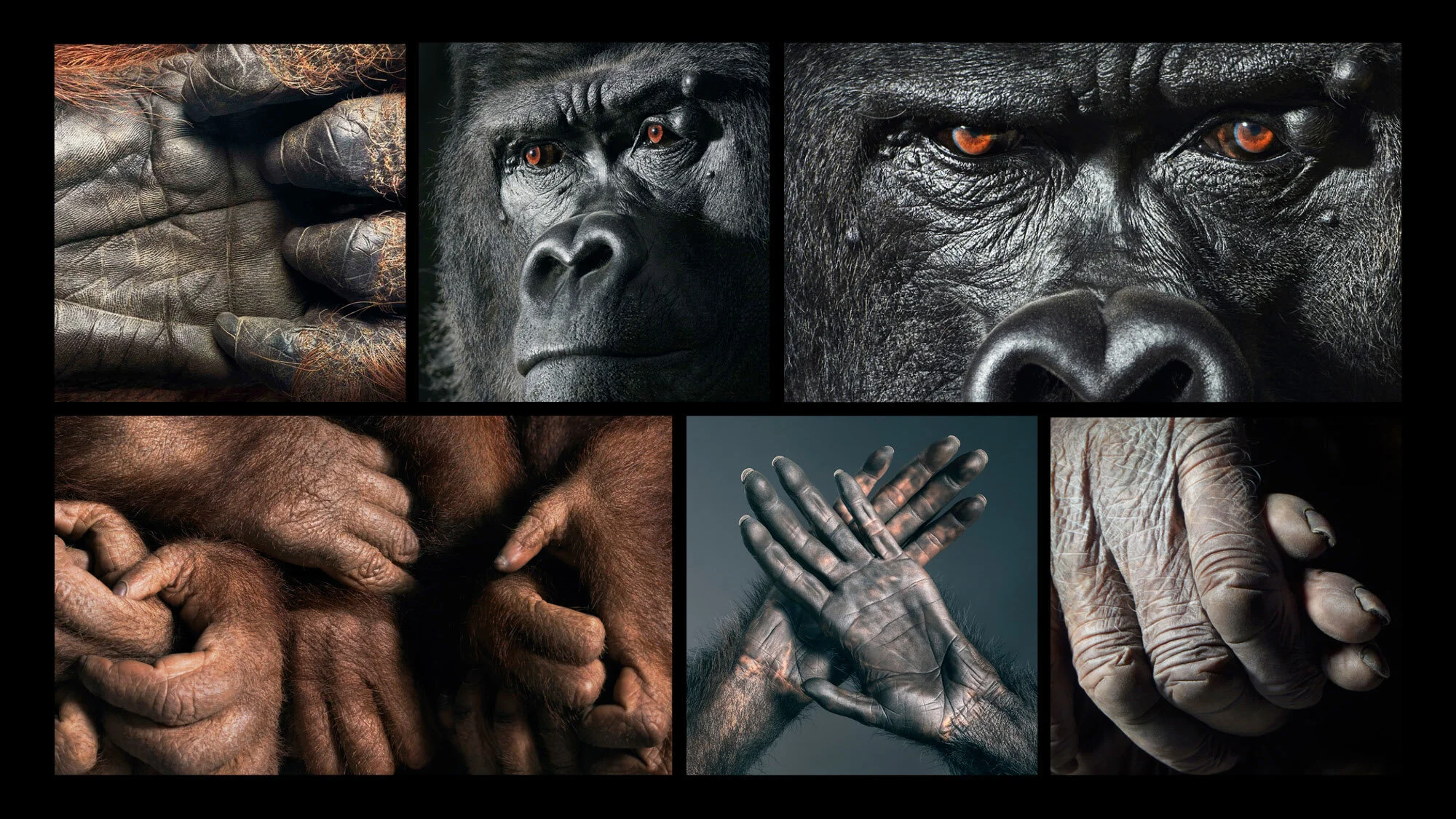 Gorilla_presentation.jpg