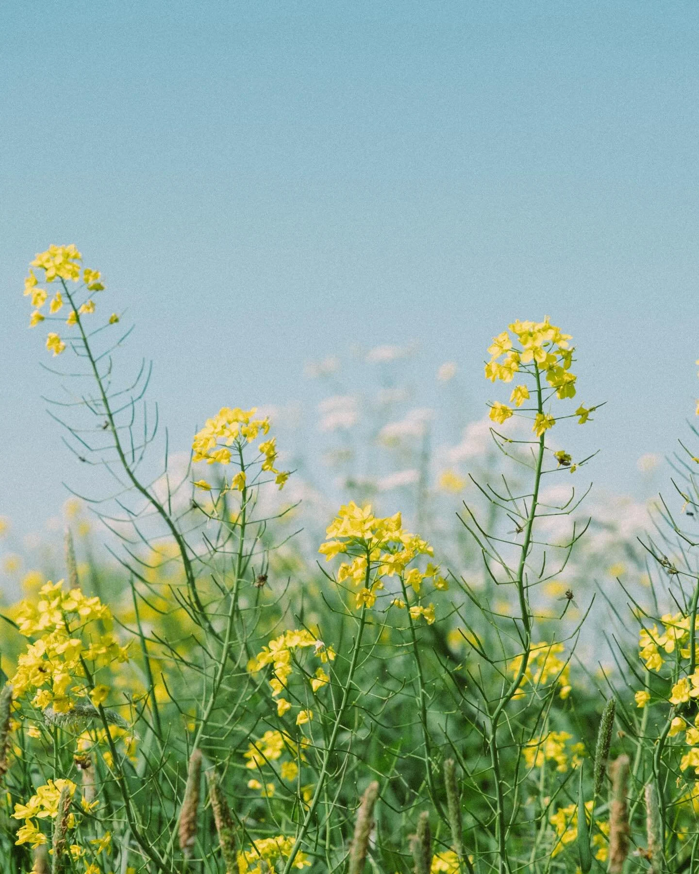 Het gele onkruid langs de weg dat mij deed stoppen en even extra lang kijken en genieten 💛🌼
&bull;
#dutch #dutchnature #natuurfotografie #landschapfotografie