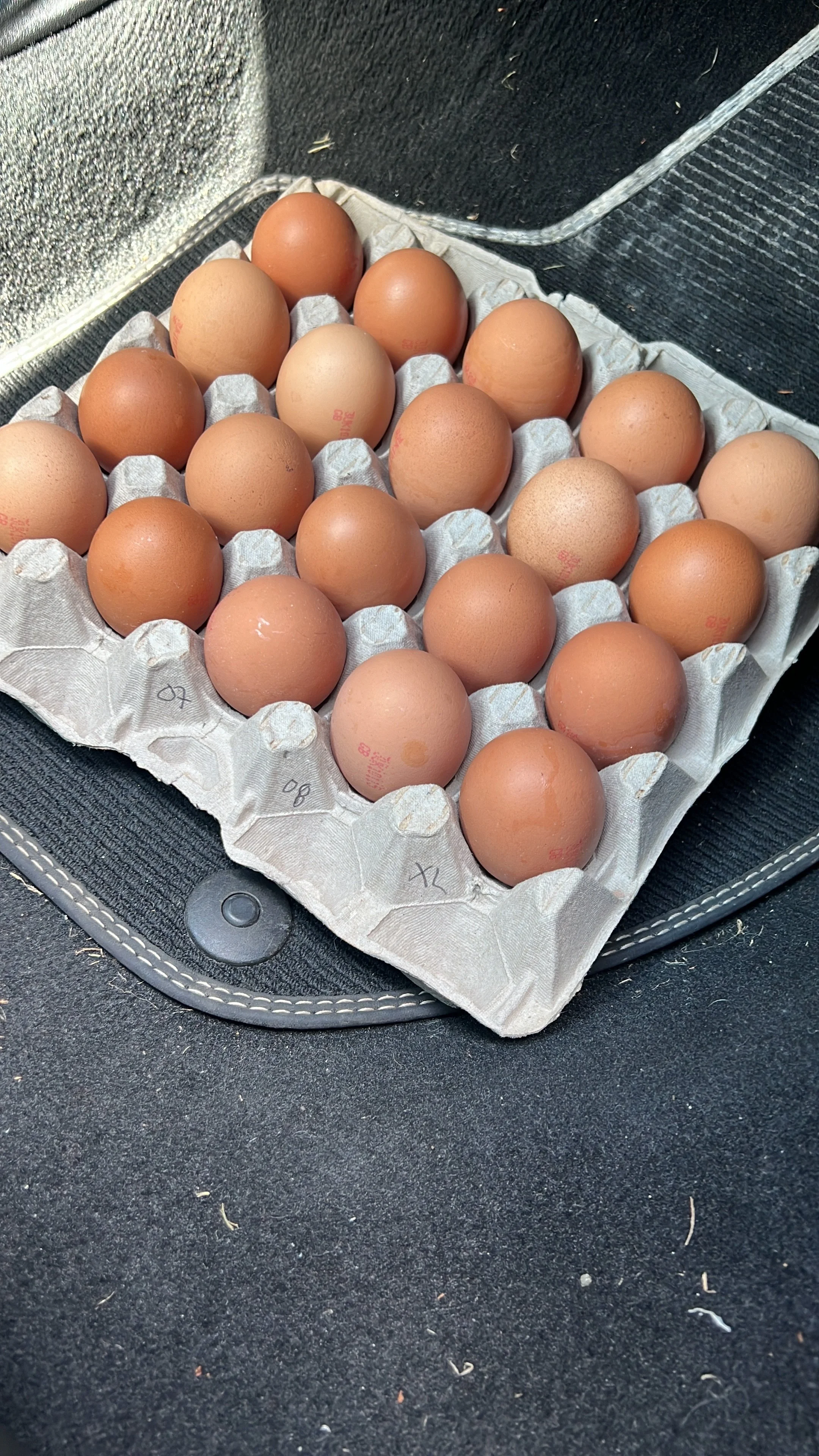 Animal Protein vs Plant Protein vs Protein Shakes: What’s Best After 40?