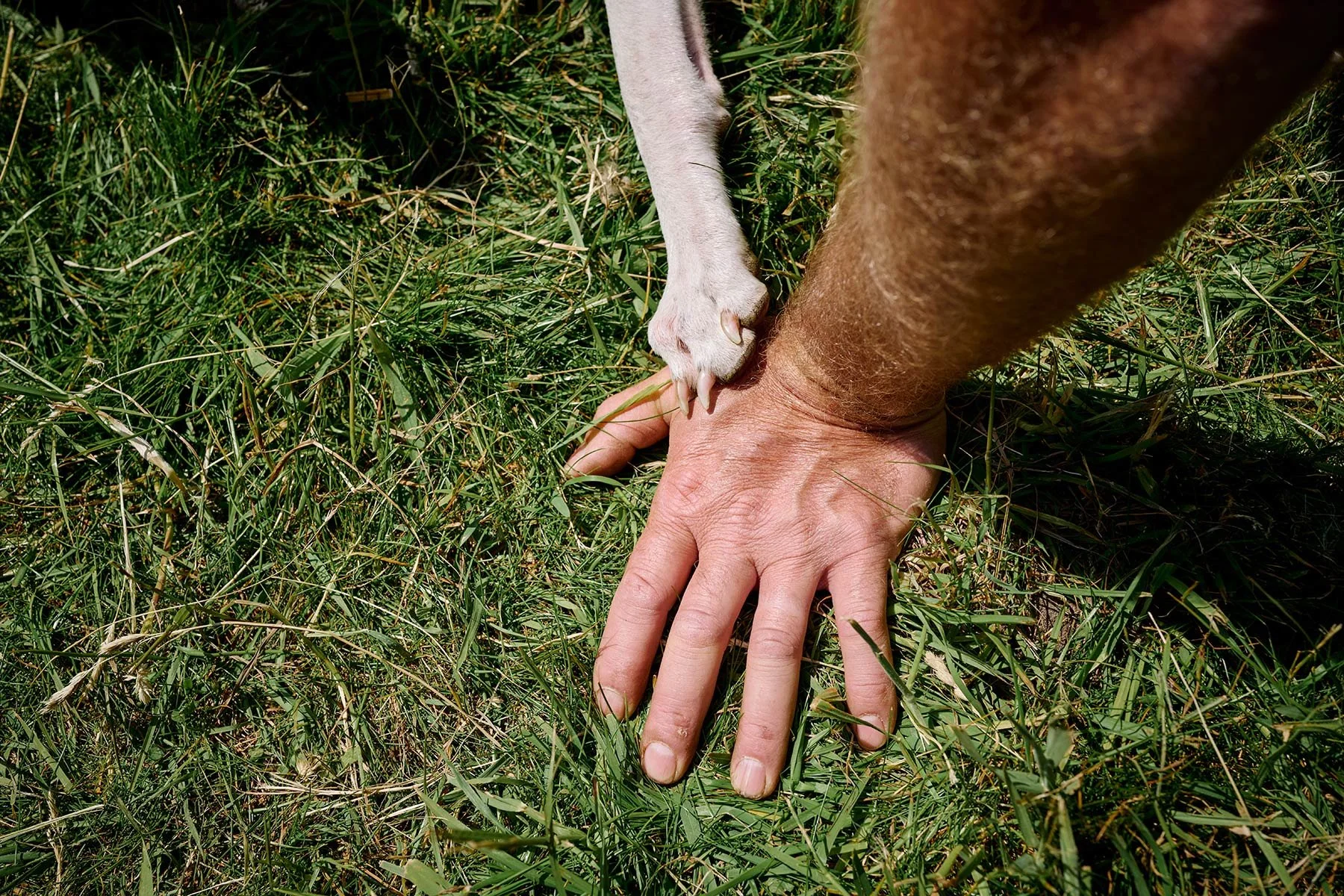 Fonthill Dog Show photography