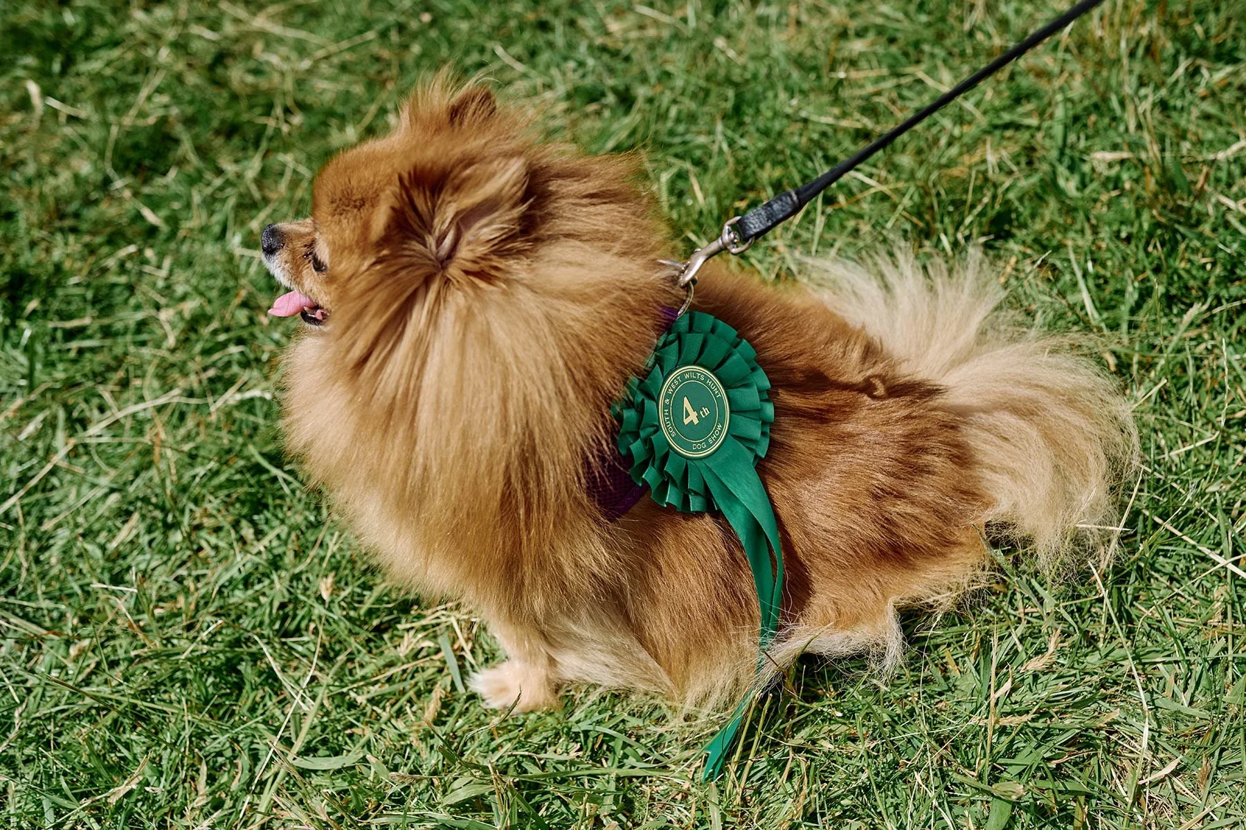 Fonthill Dog Show photography