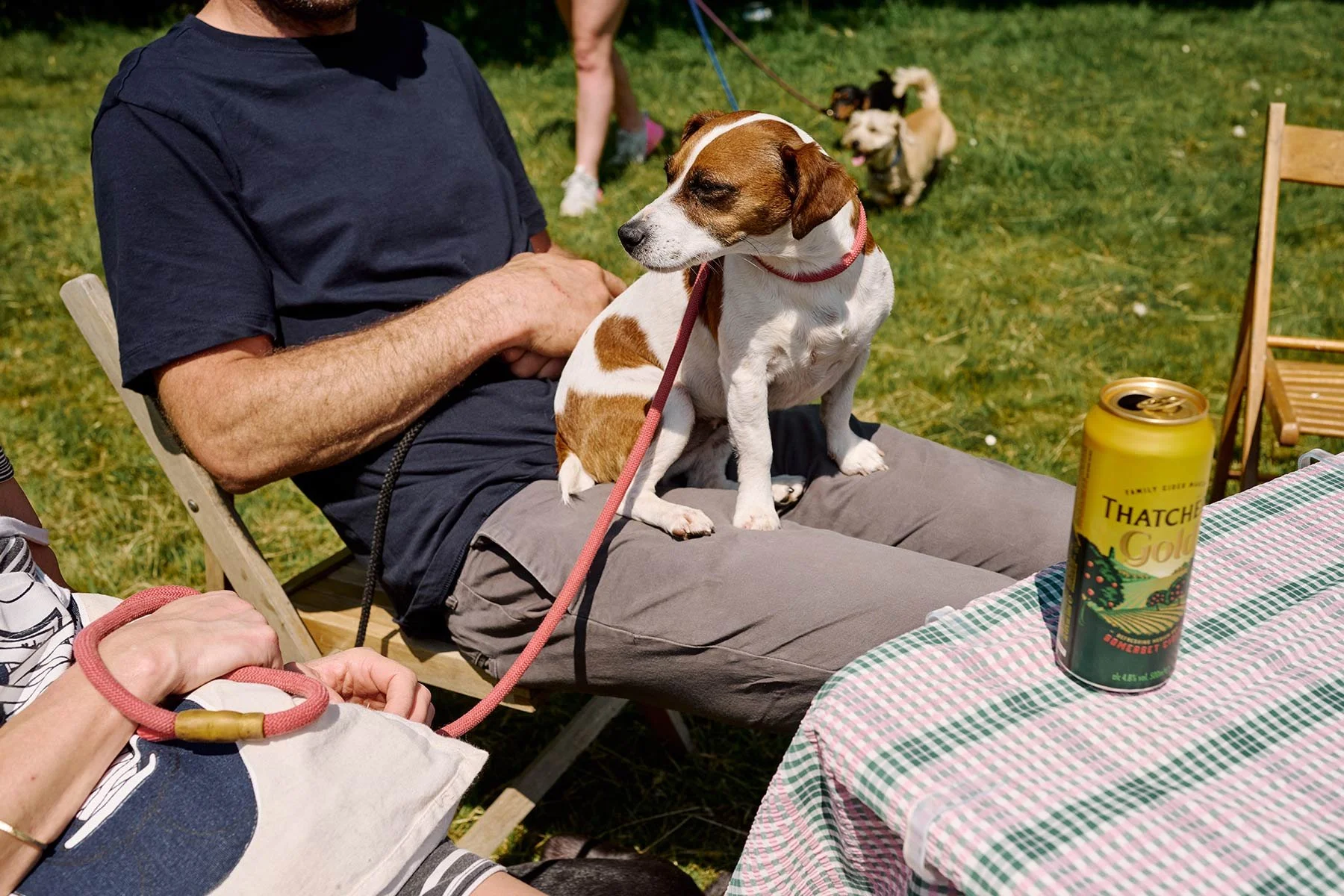 Fonthill Dog Show photography