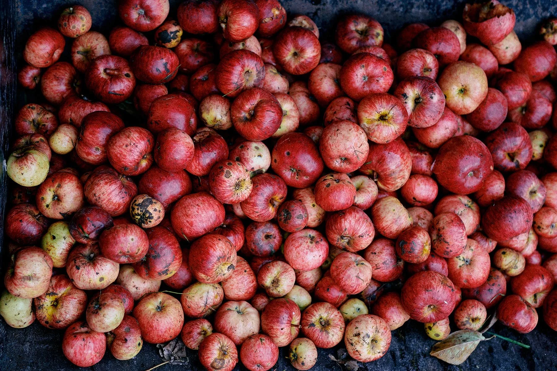 CranborneChaseCider_0002.jpg