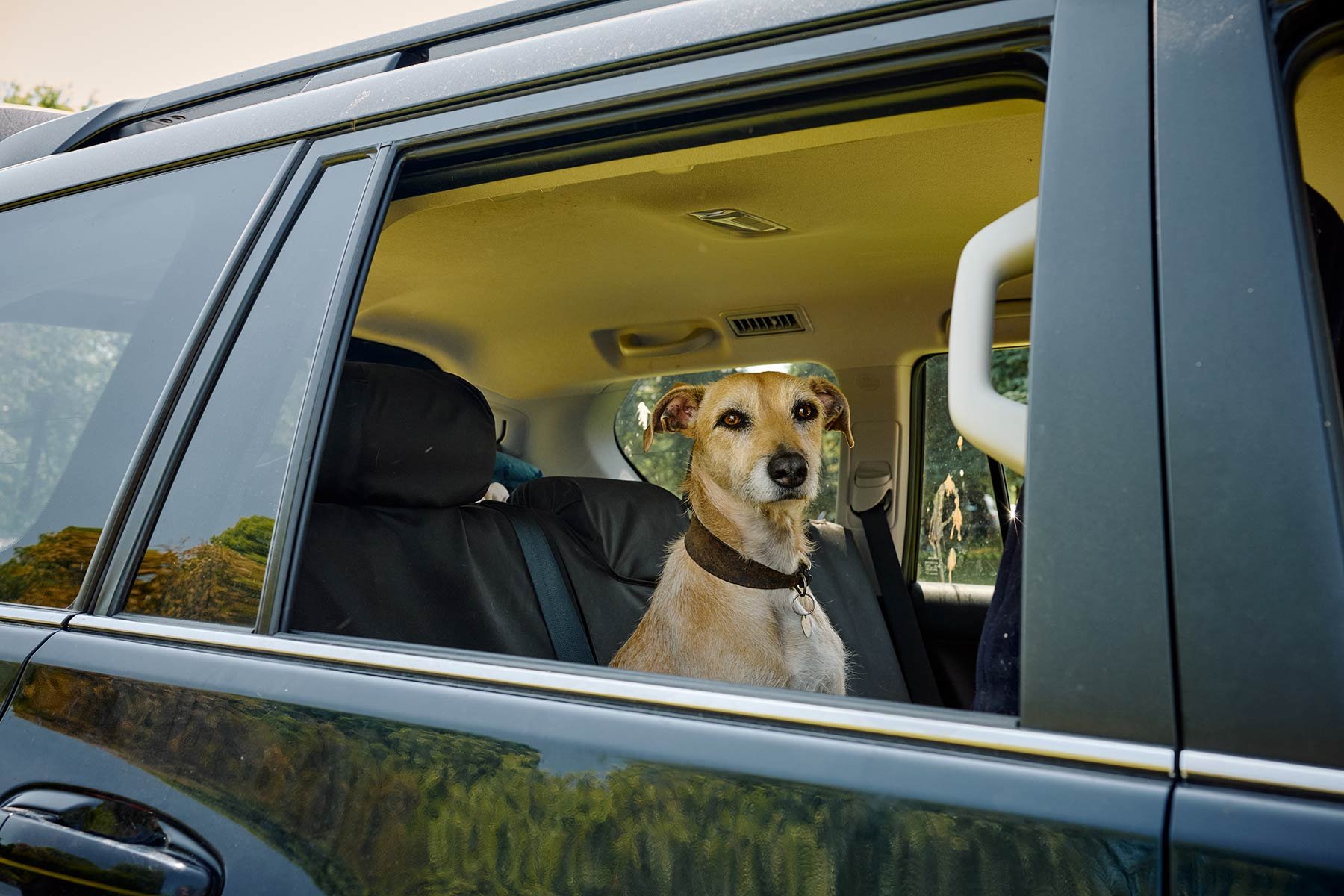 Fonthill Dog Show photography