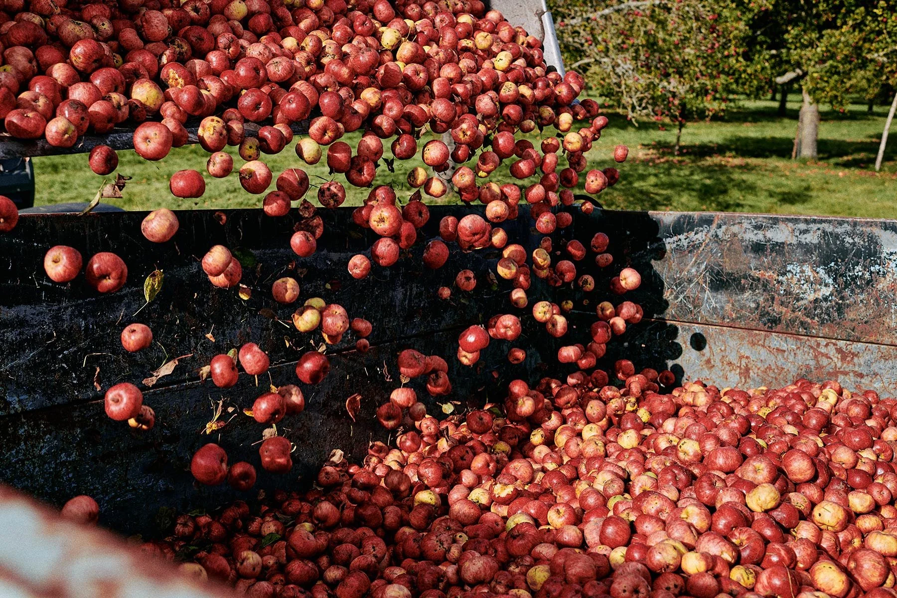 Cranborne Chase Cider