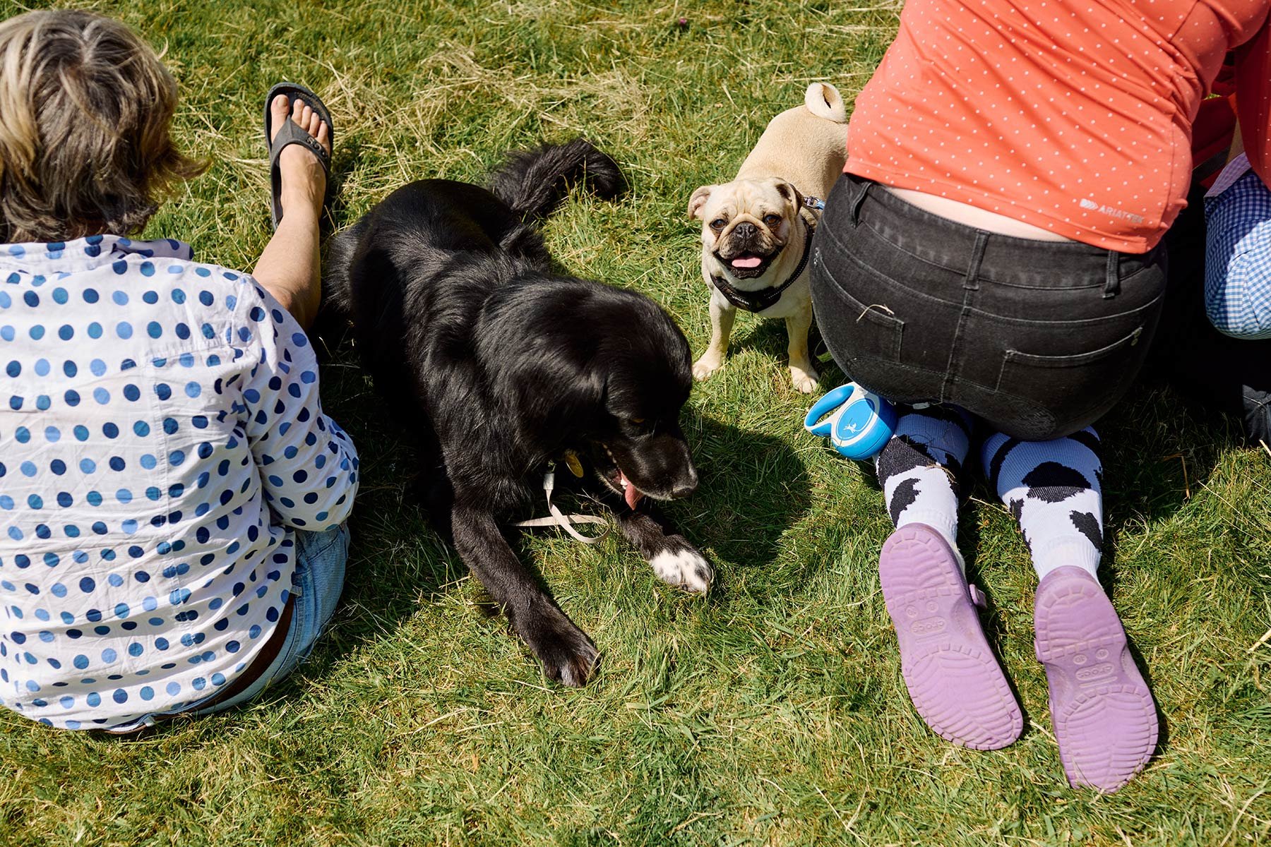 Fonthill Dog Show photography