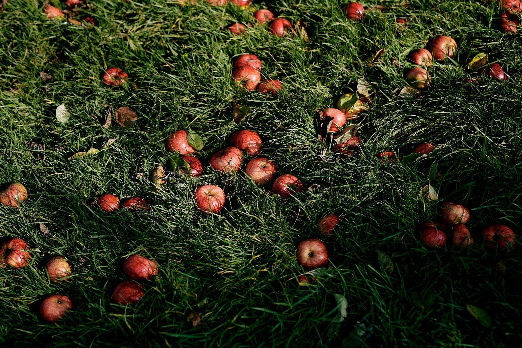 CranborneChaseCider_0007.jpg