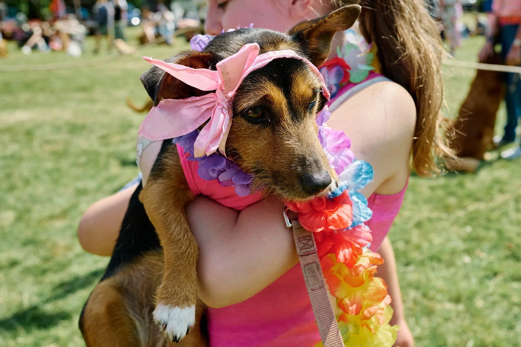 Fonthill Dog Show photography