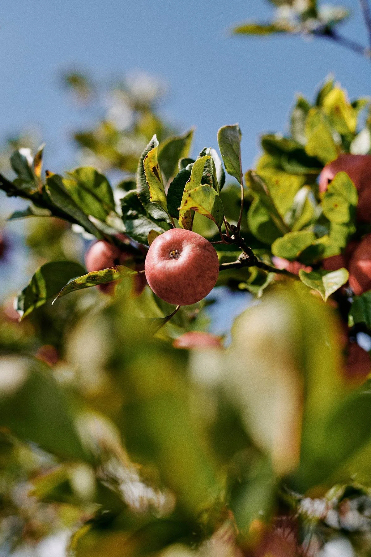 CranborneChaseCider_0004.jpg