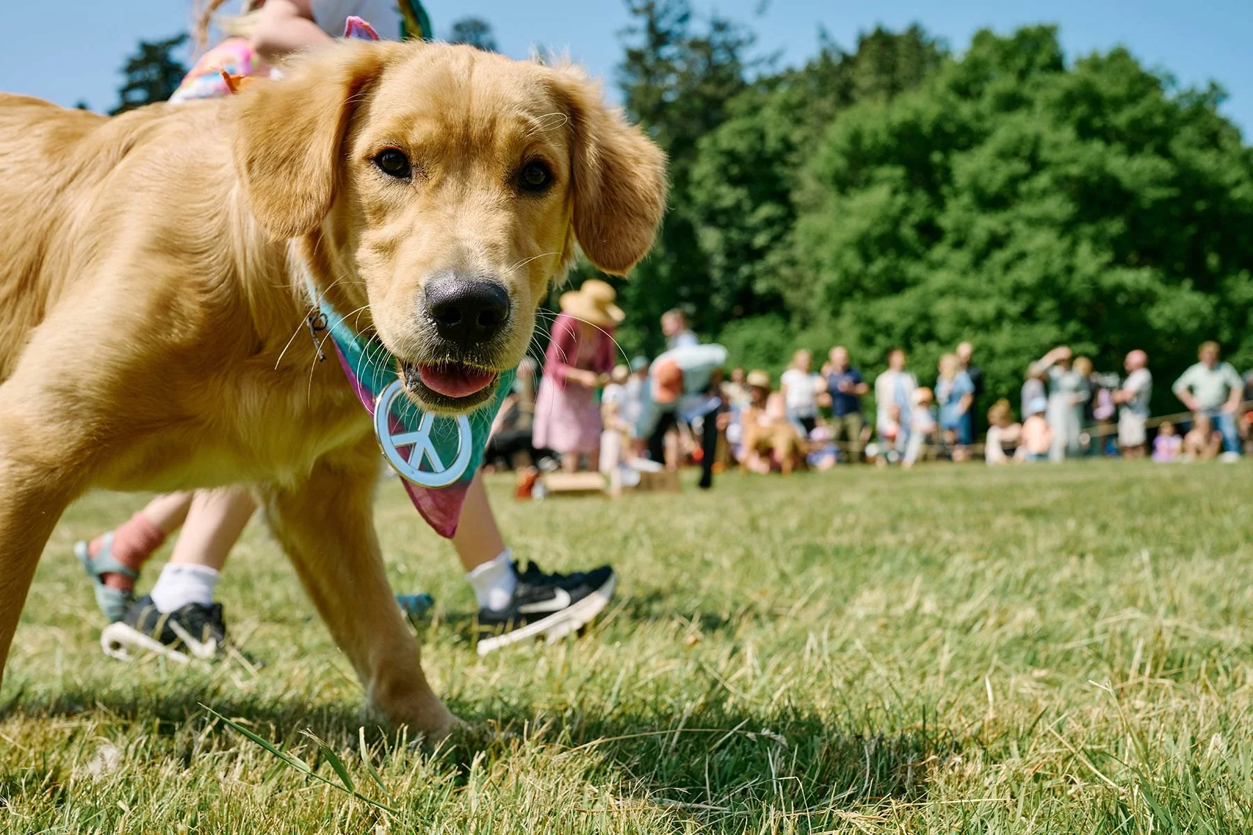 Fonthill Dog Show photography