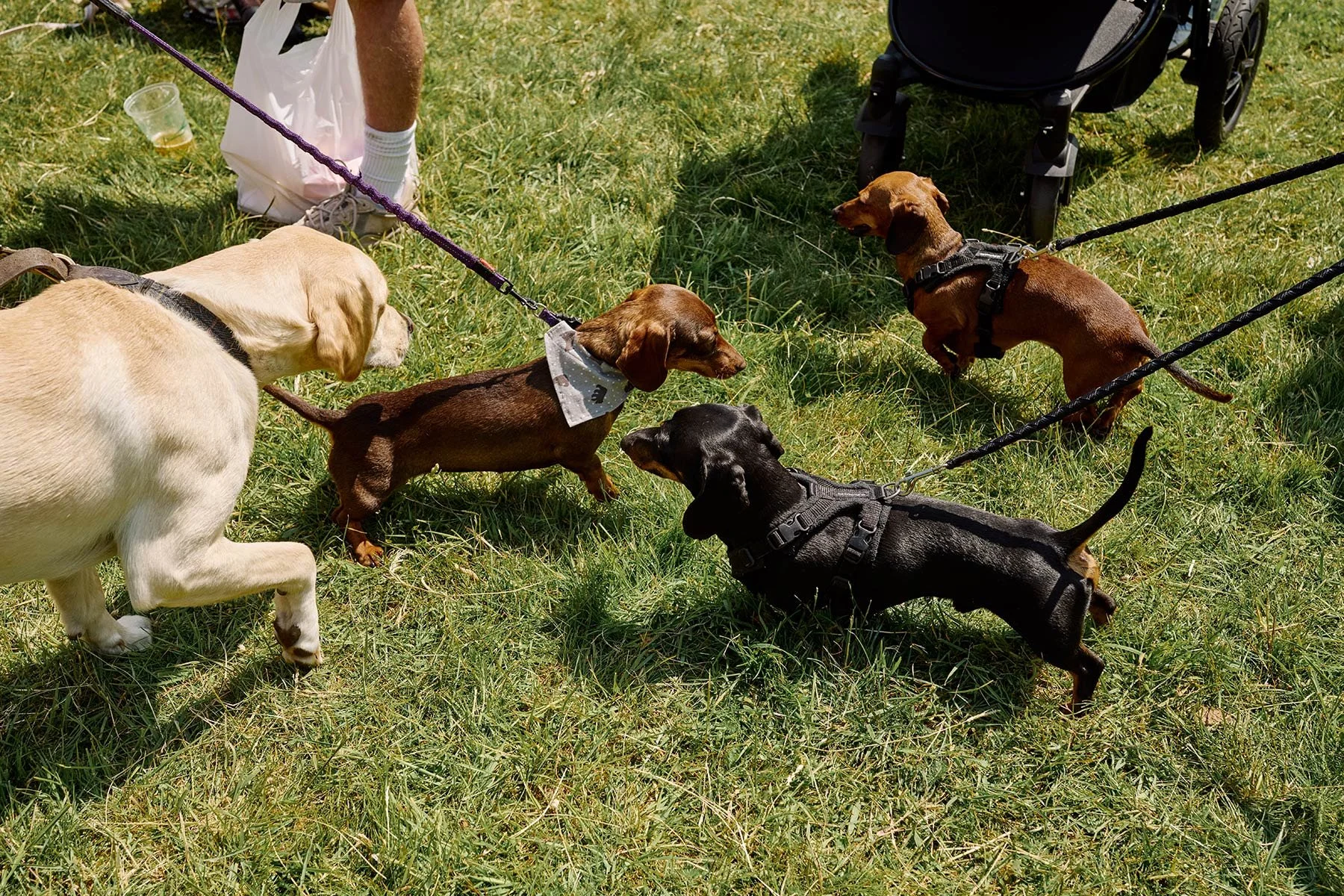 Fonthill Dog Show photography