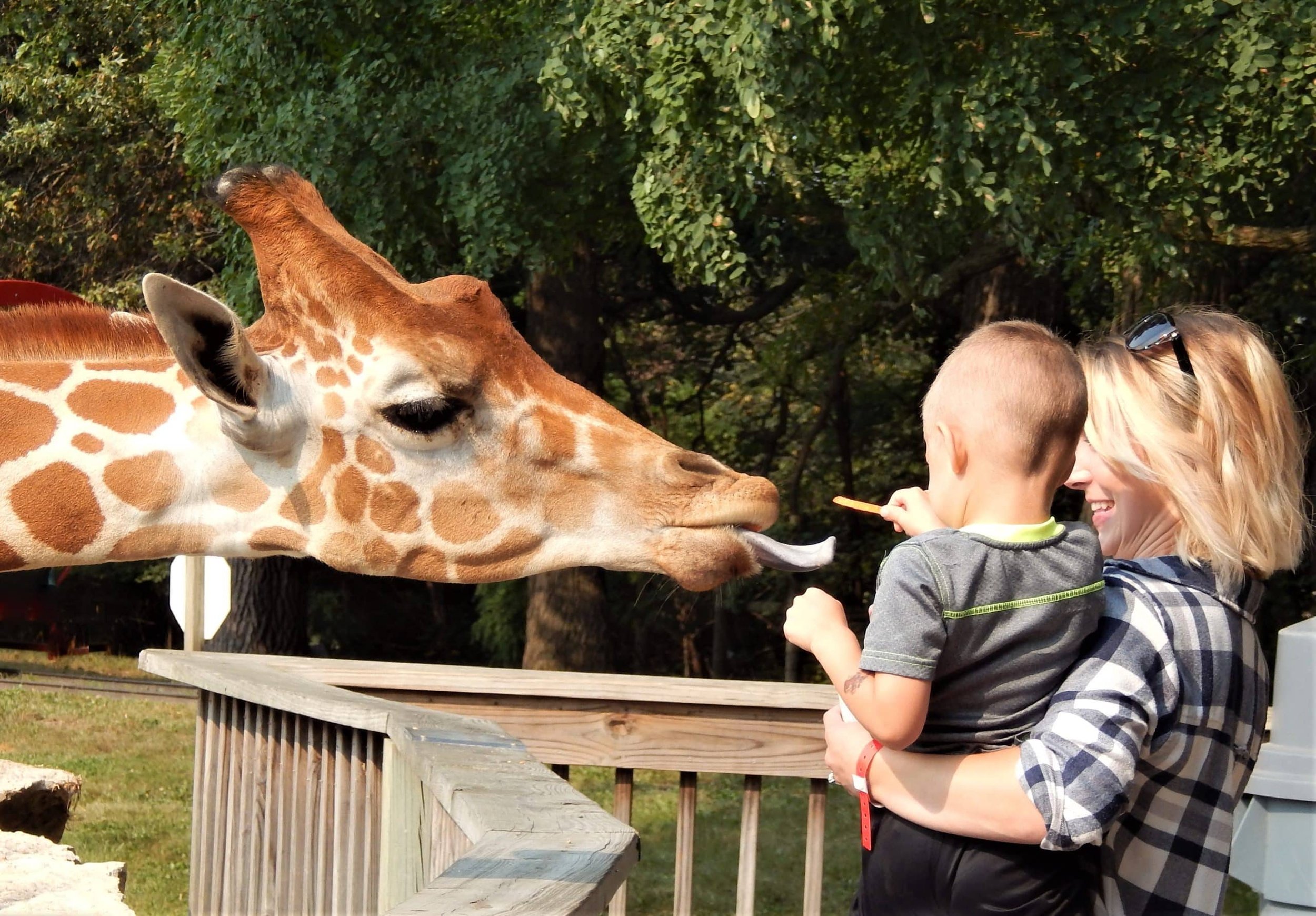giraffe-eating-scaled.jpg