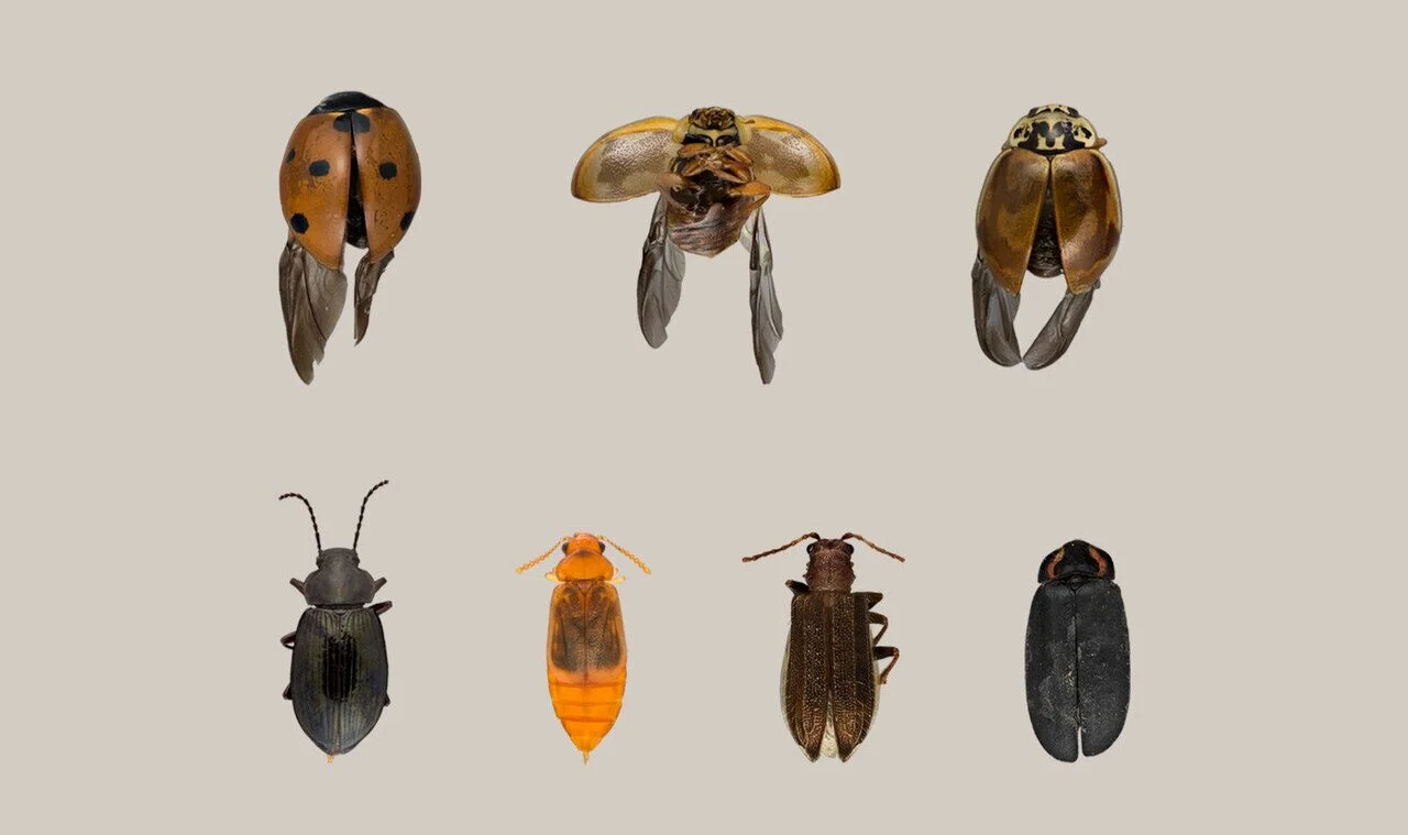 The Beetles of Lewis & Clark College