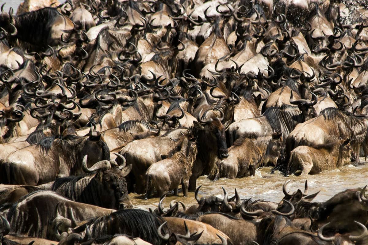 Wildebeest Migration - Tanzania - Safari for Couples