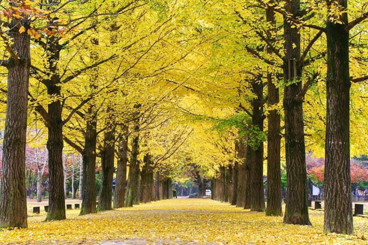 Nami Island - Day trip from Seoul - Korea