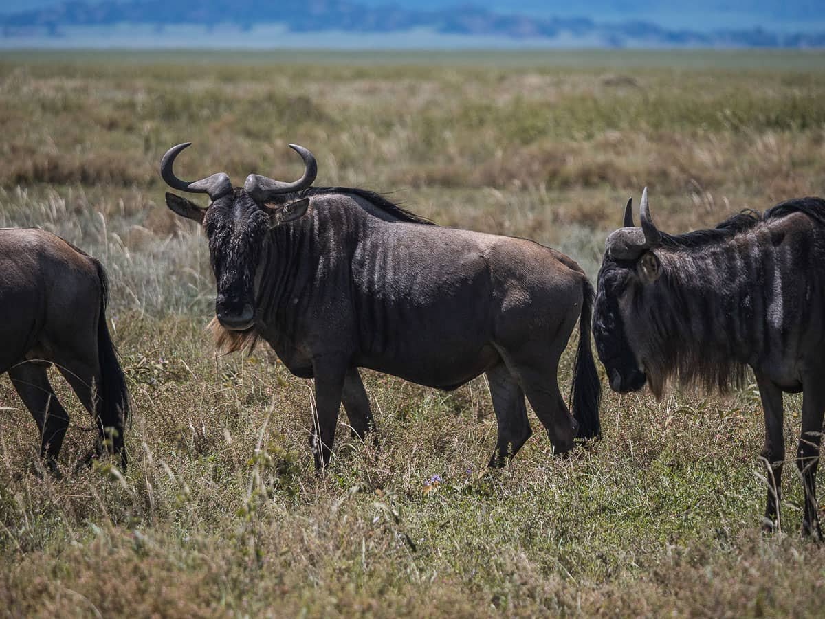 Wildebeest - Tanzania - Romantic African Safari