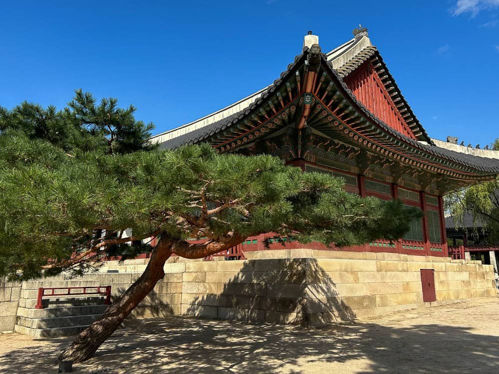 Trees at Gyeongbokgung Palace - Seoul