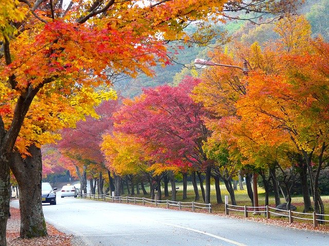 Naejangsan National Park - South Korea