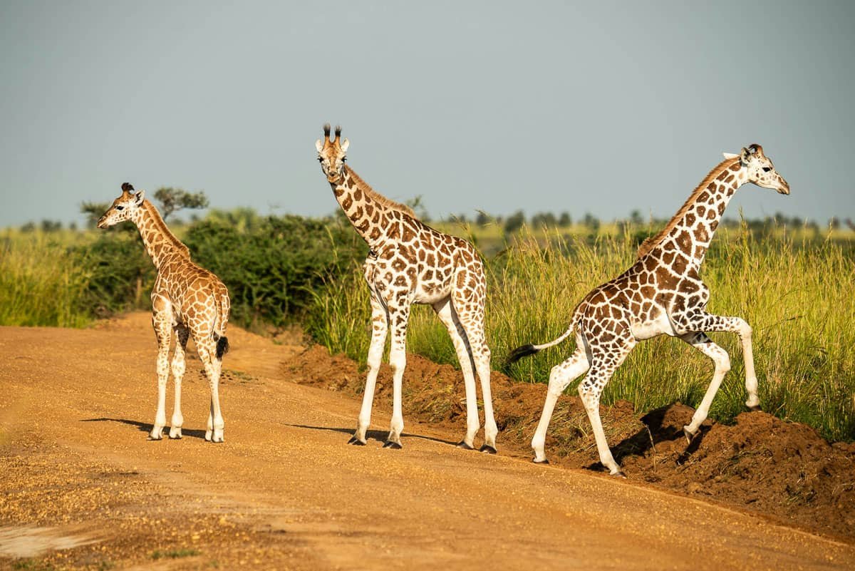 african safari for couples
