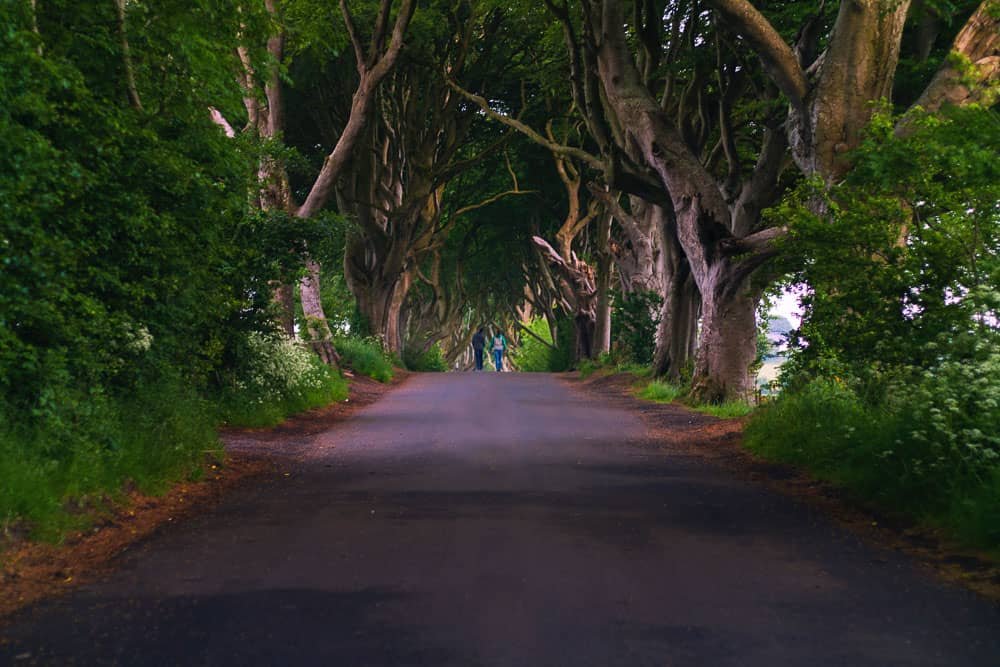Dark Hedges - famous spot on the Game of Thrones Location Tour