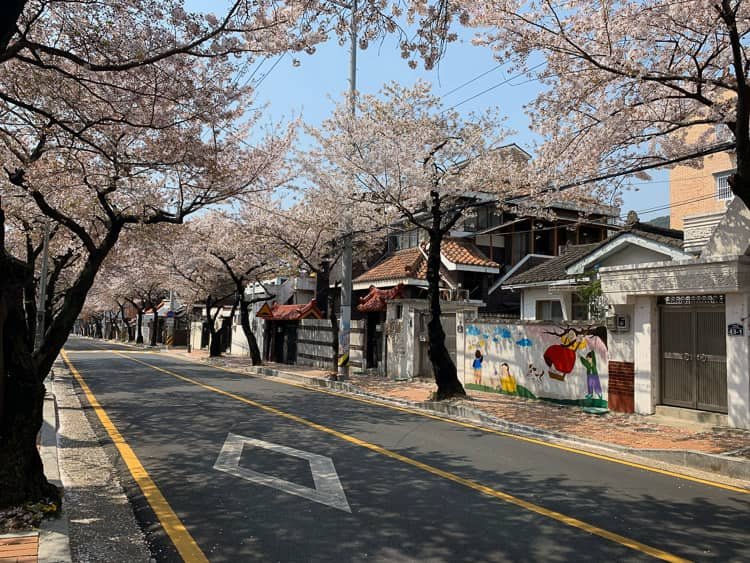 Jinhae Cherry Blossoms - South Korea