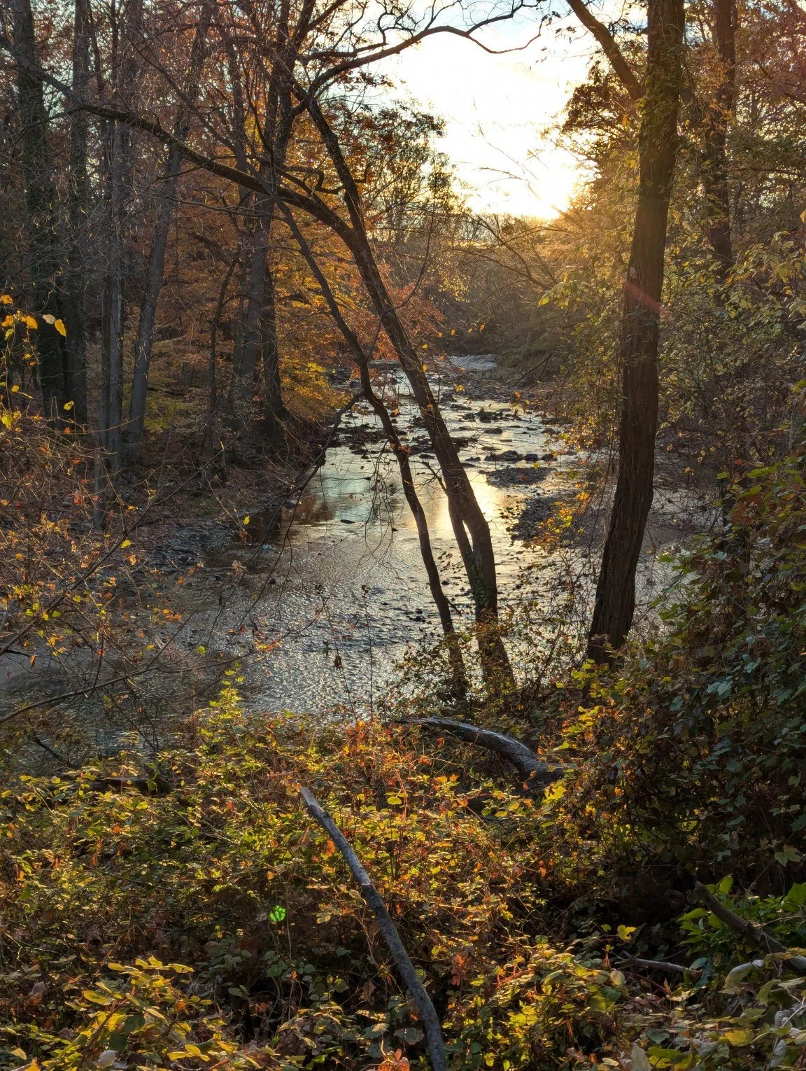 Herring Run Park Nov 2024.jpg