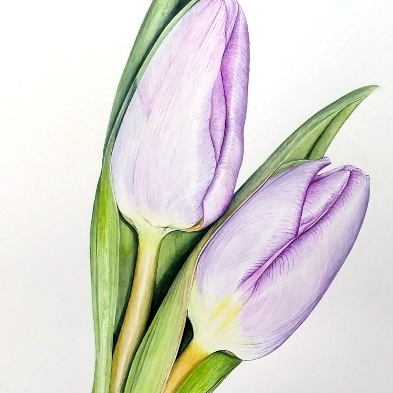 tulips_CU_1.jpg