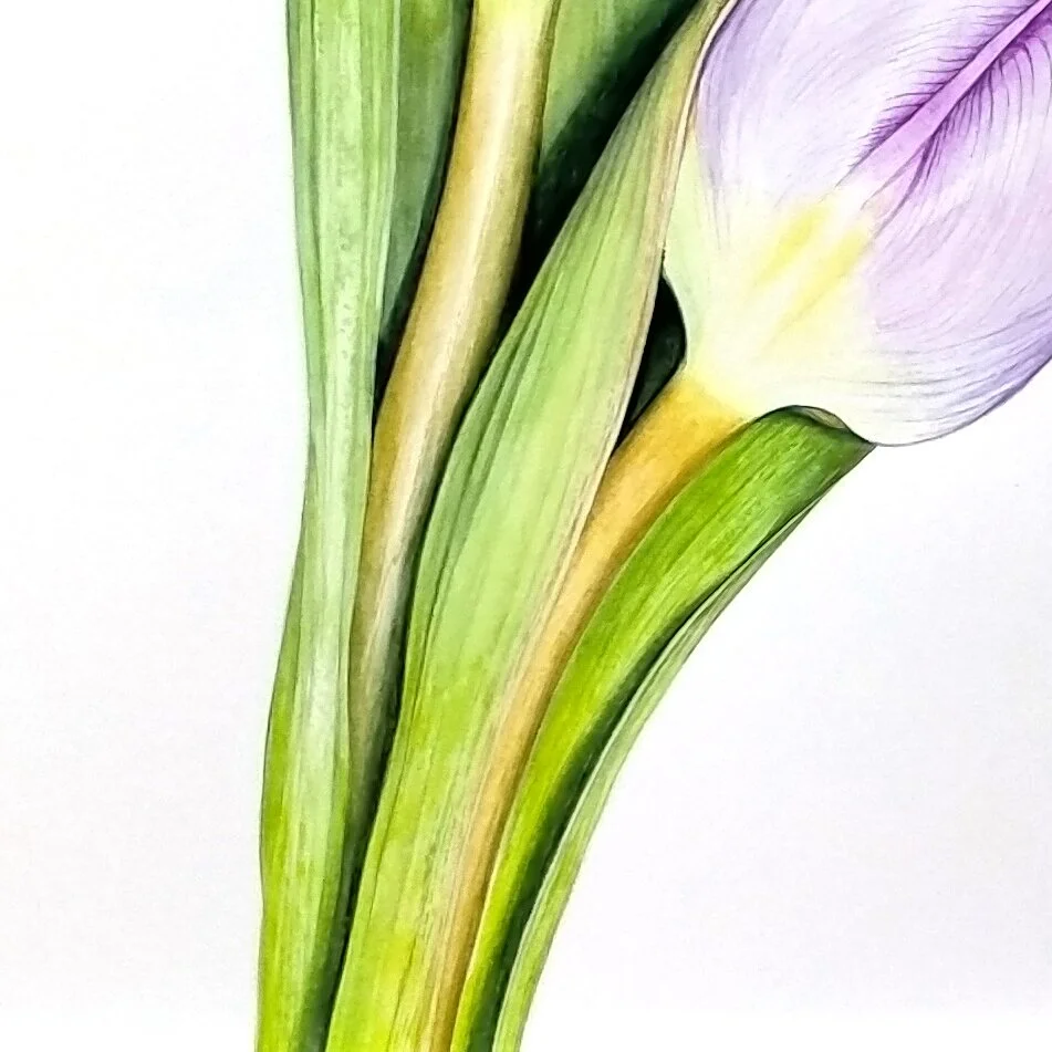 tulips_CU_2.jpg