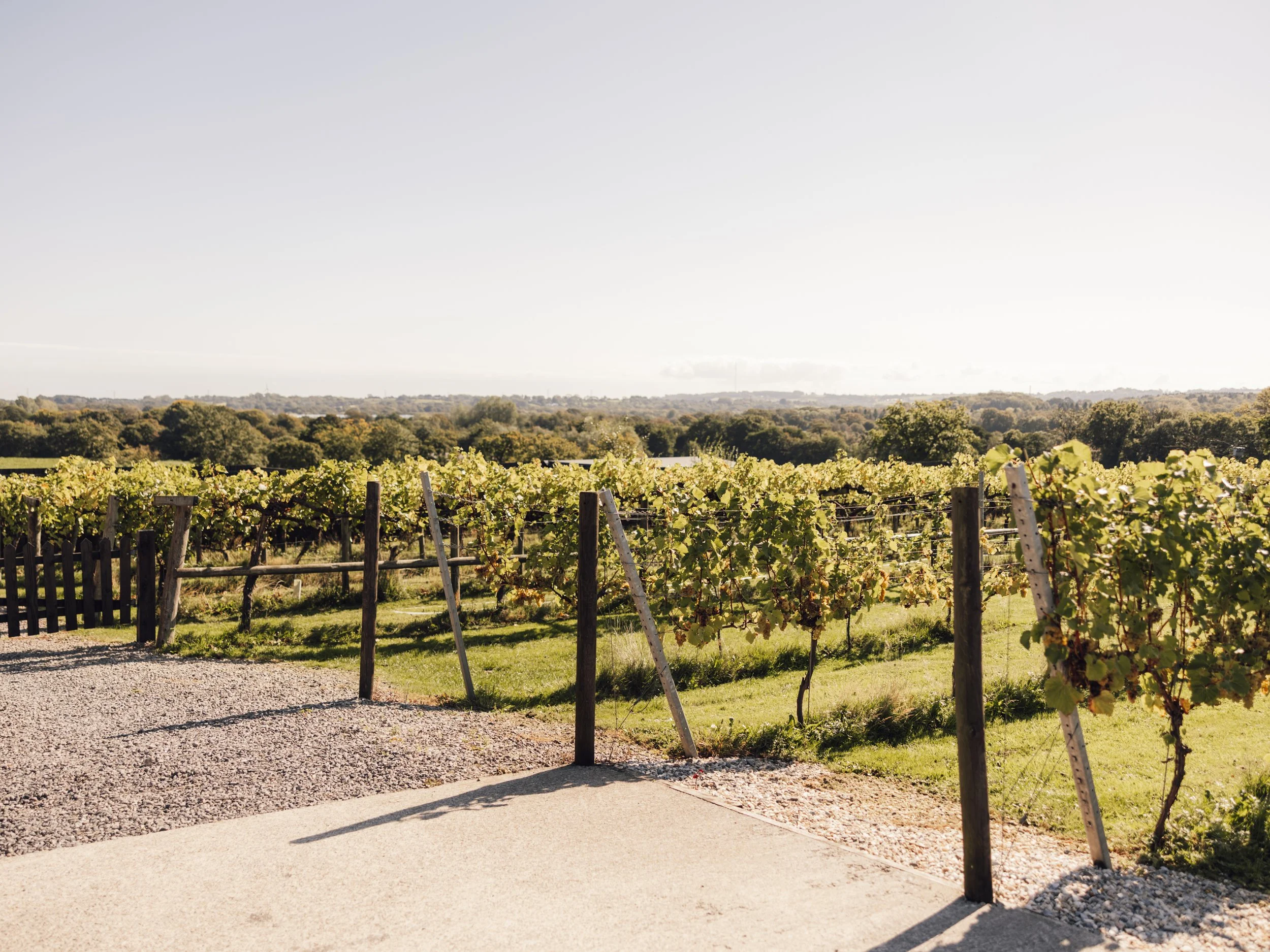 The gorgeous vineyard photographed at summer at llanerch.