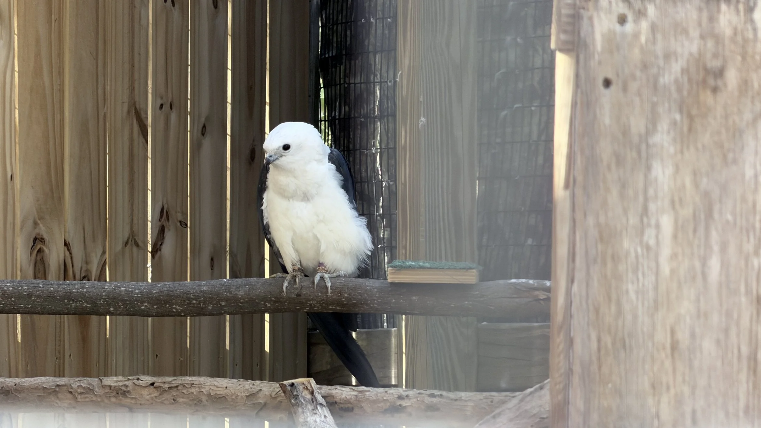 A bird of prey