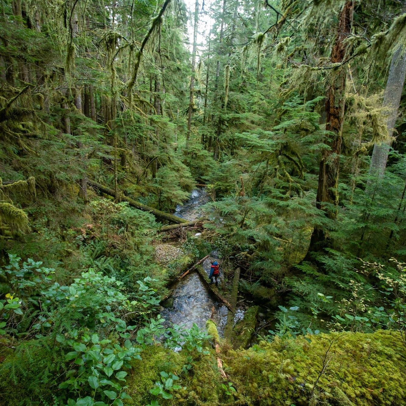 In years like 2020, it can be hard to remember what we&rsquo;re doing this for.
 
And then I visit a creek like this. This is a little salmon river in the Discovery Islands where every year a small run of chum salmon returns to spawn.
 
It can be har